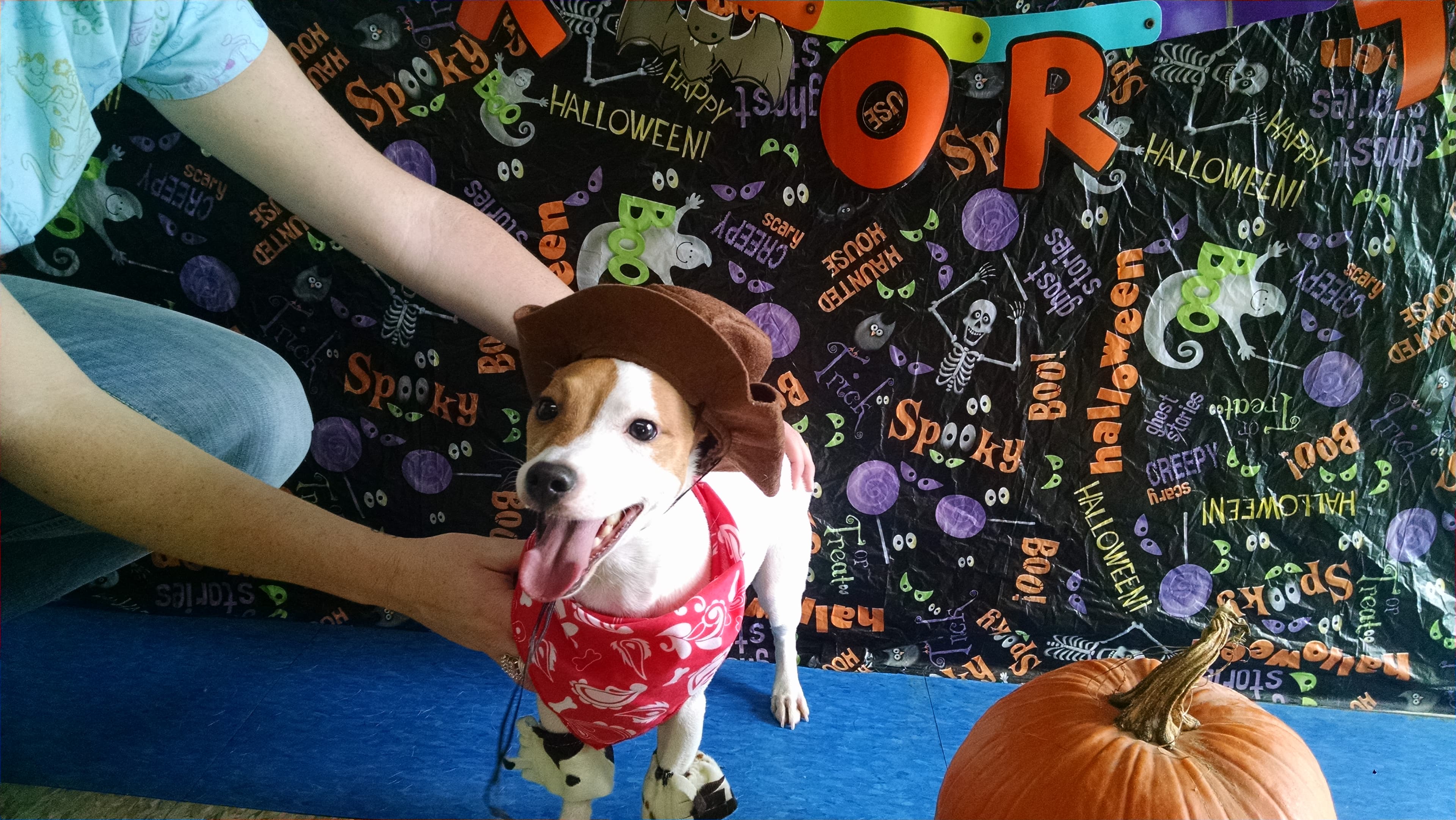 Preppy Pet Boarding And Daycare - Pet groomer in Orlando, FL