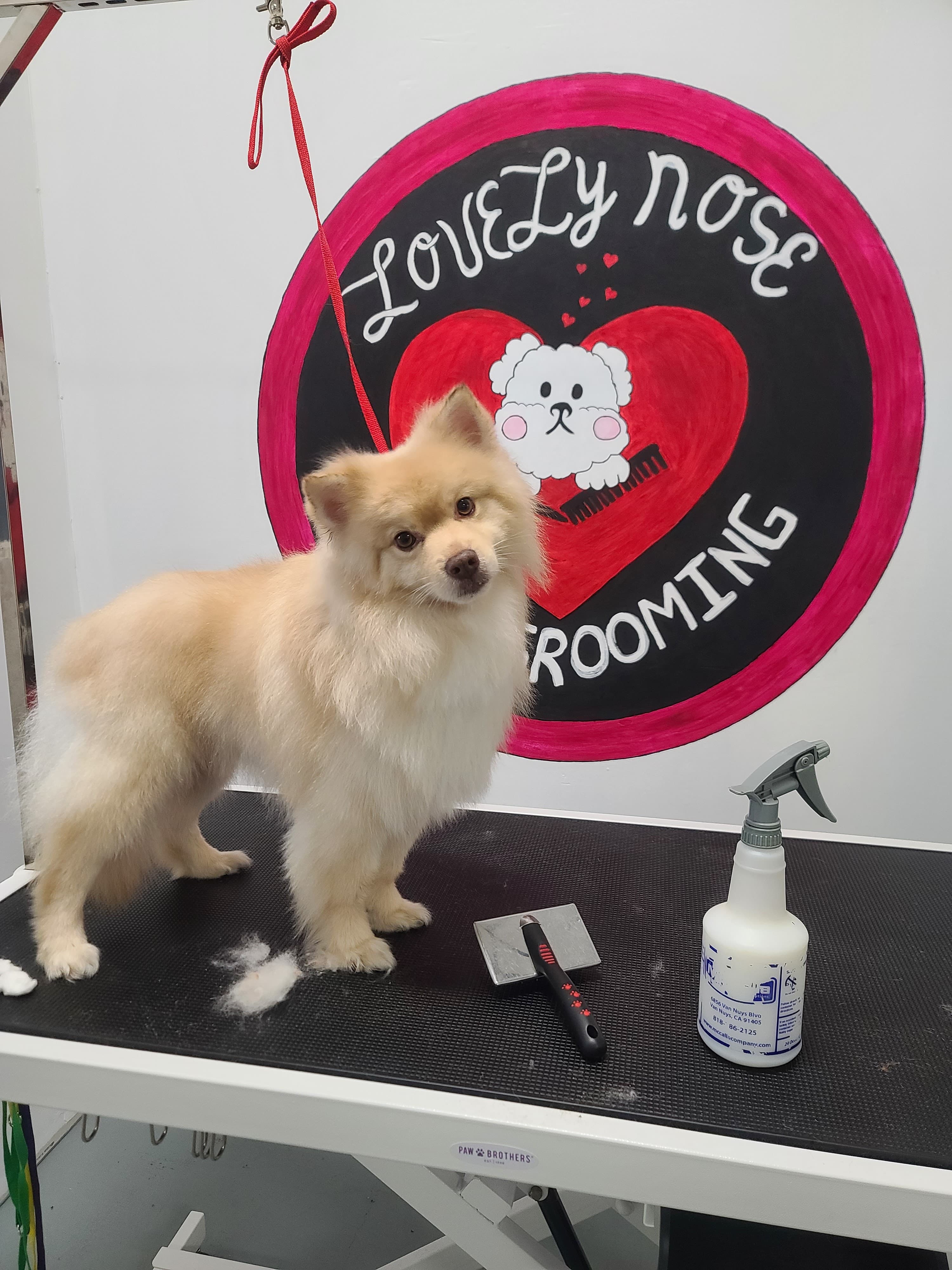 Lovely Nose Pet Grooming - Pet groomer in Los Angeles, CA