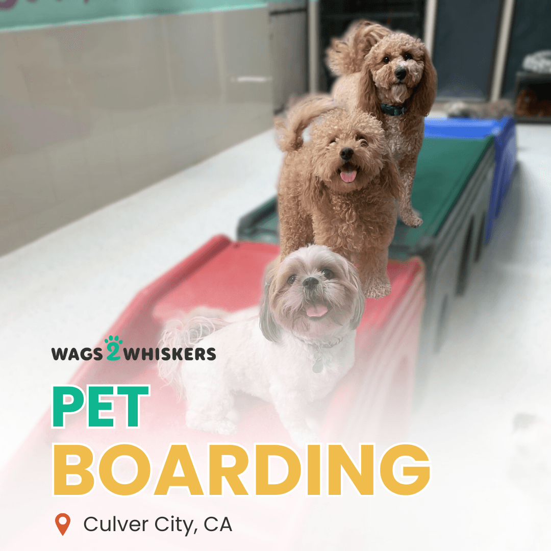 Wags 2 Whiskers LLC - Pet groomer in Culver City, CA