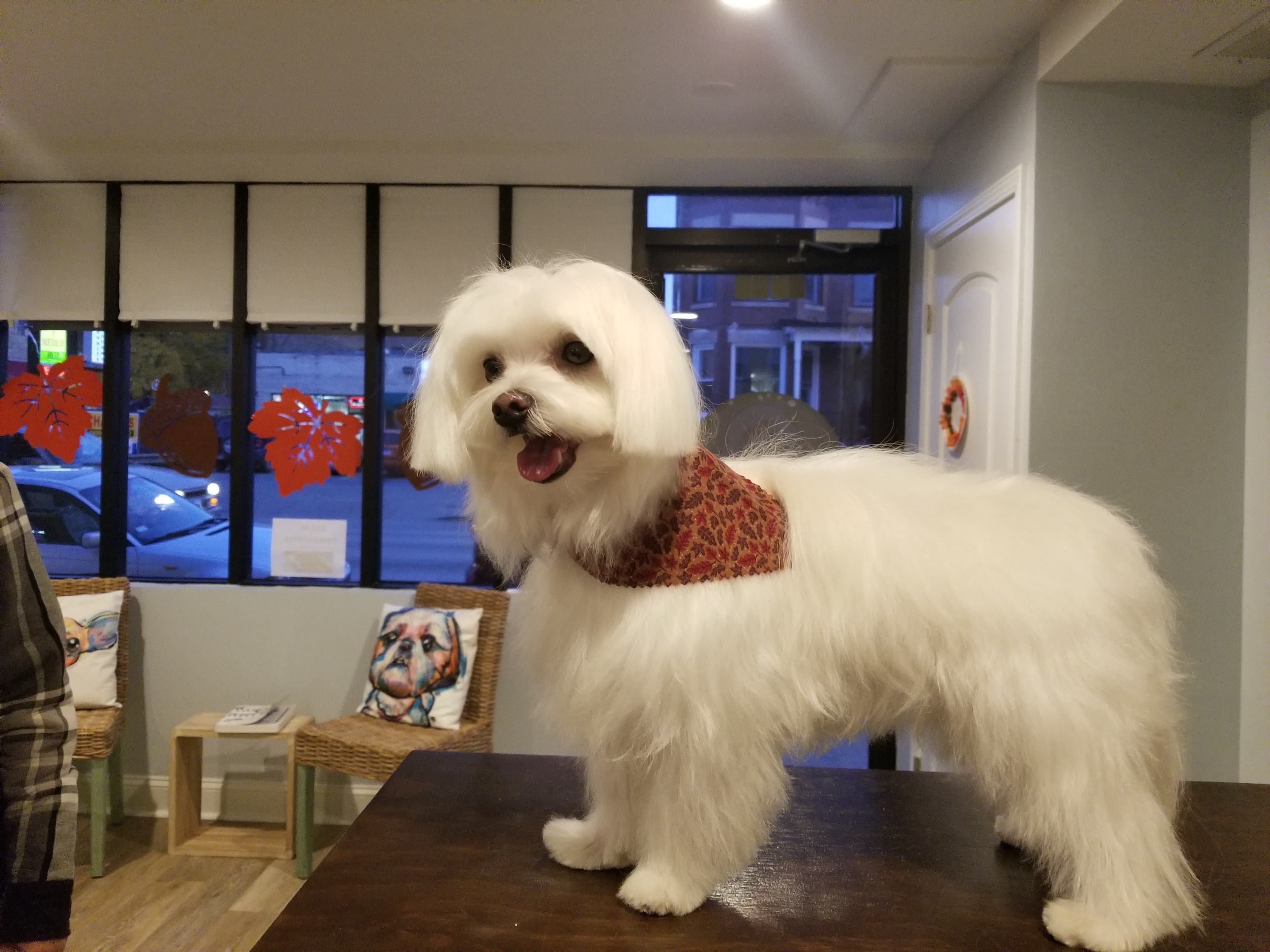 Shampoodles Dog Grooming Salon - Pet groomer in Chicago, IL