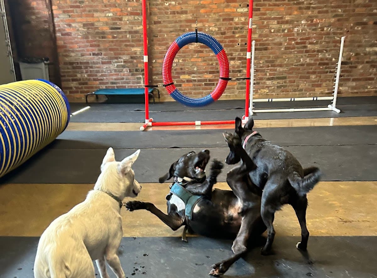 Oggy Doggies - Pet groomer in Philadelphia, PA