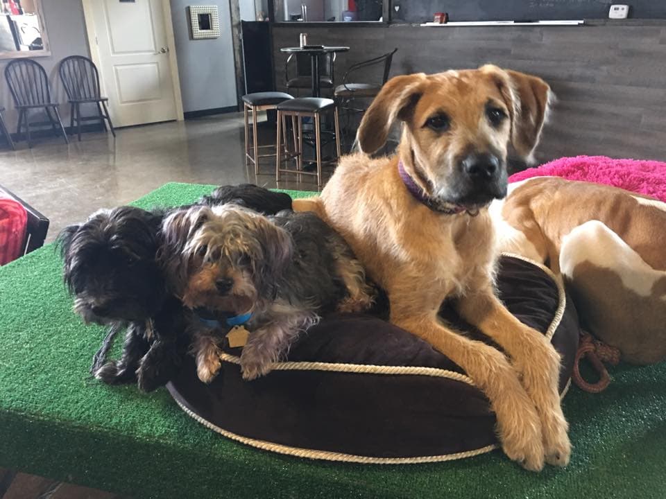 Puppy Love Dog Socialization Center & Spa - Pet groomer in Ferndale, MI