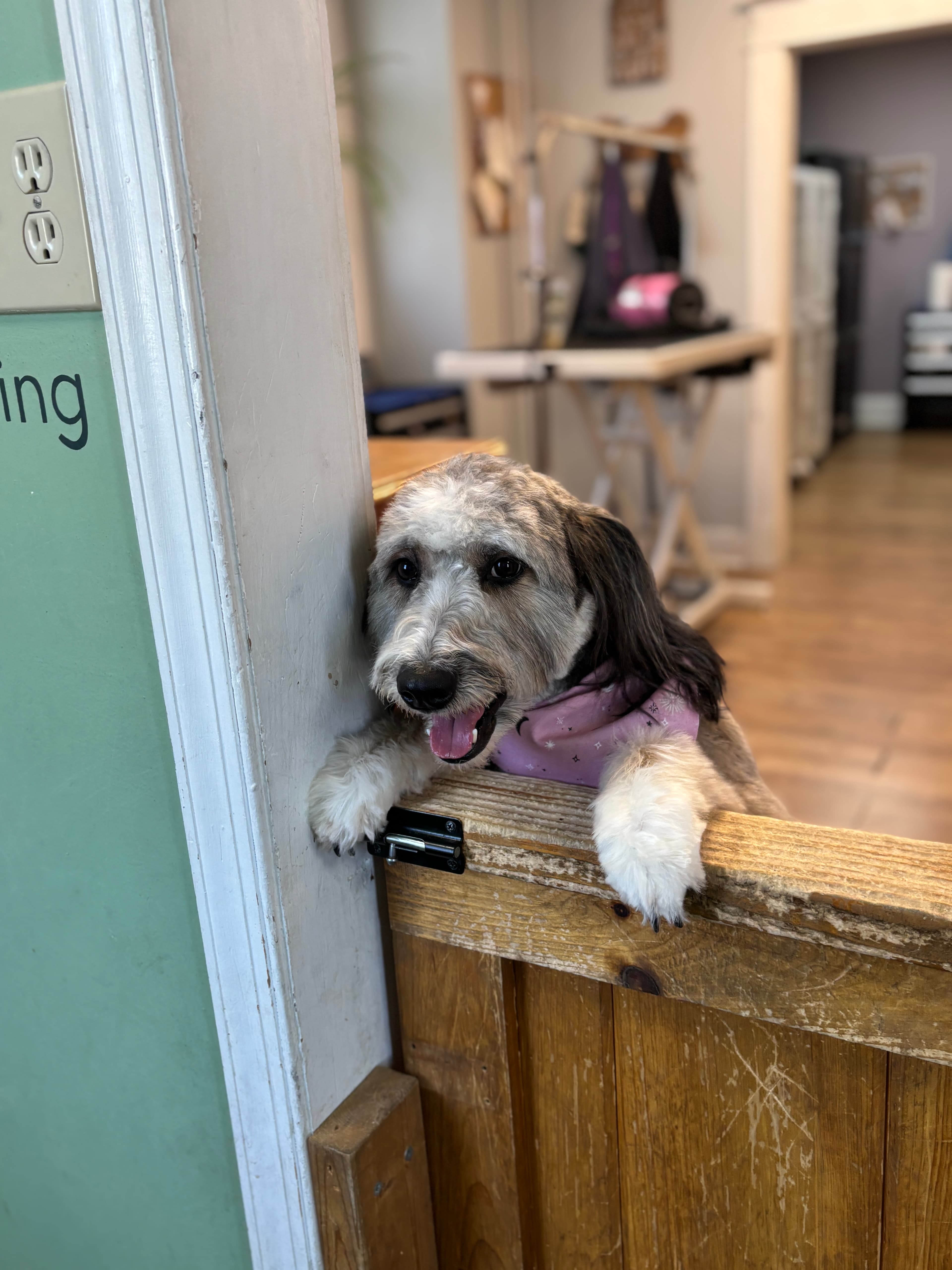 Pet Care Extraordinaire - Pet groomer in Parkville, MD