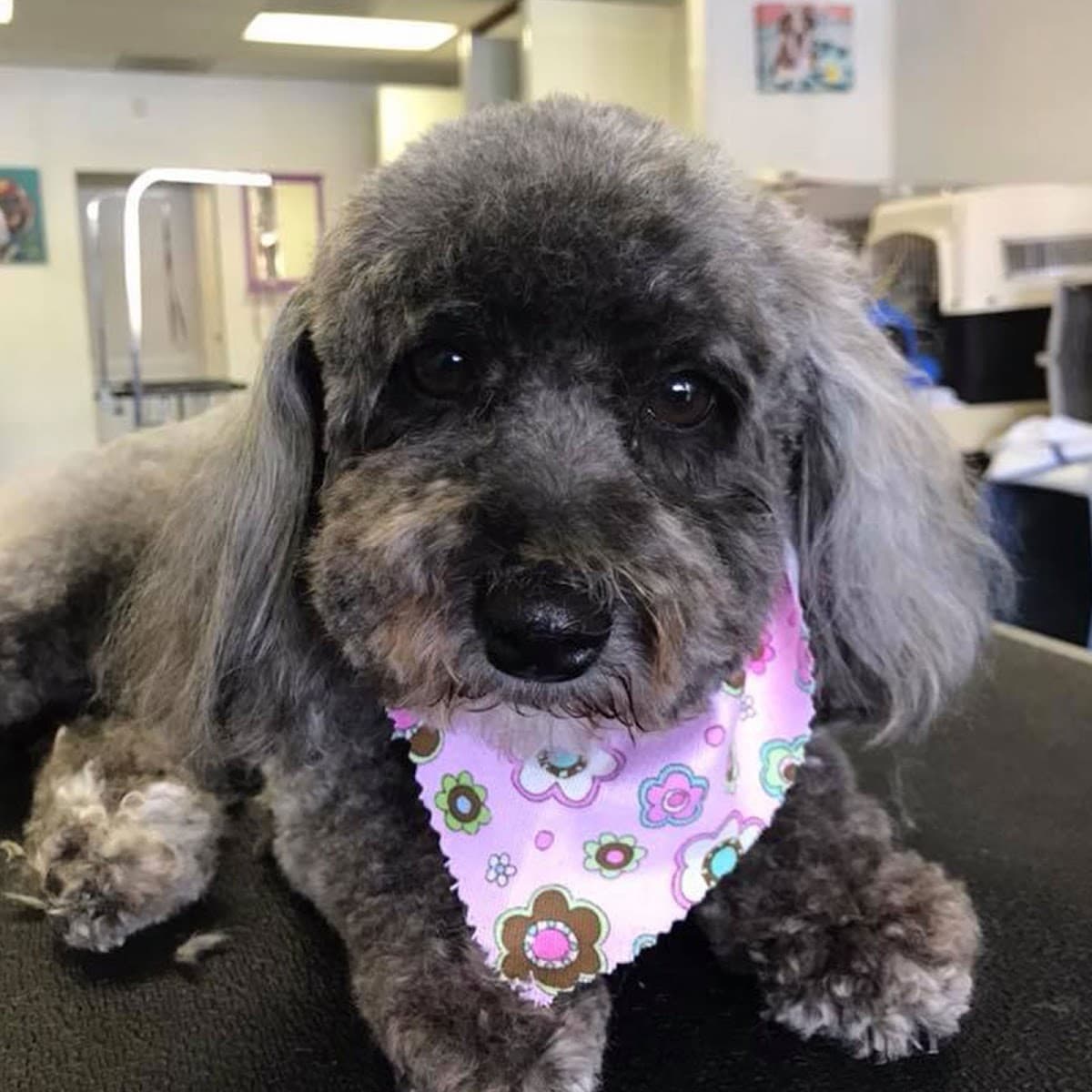 Bubbles & Bows Pet Grooming - Pet groomer in Tacoma, WA