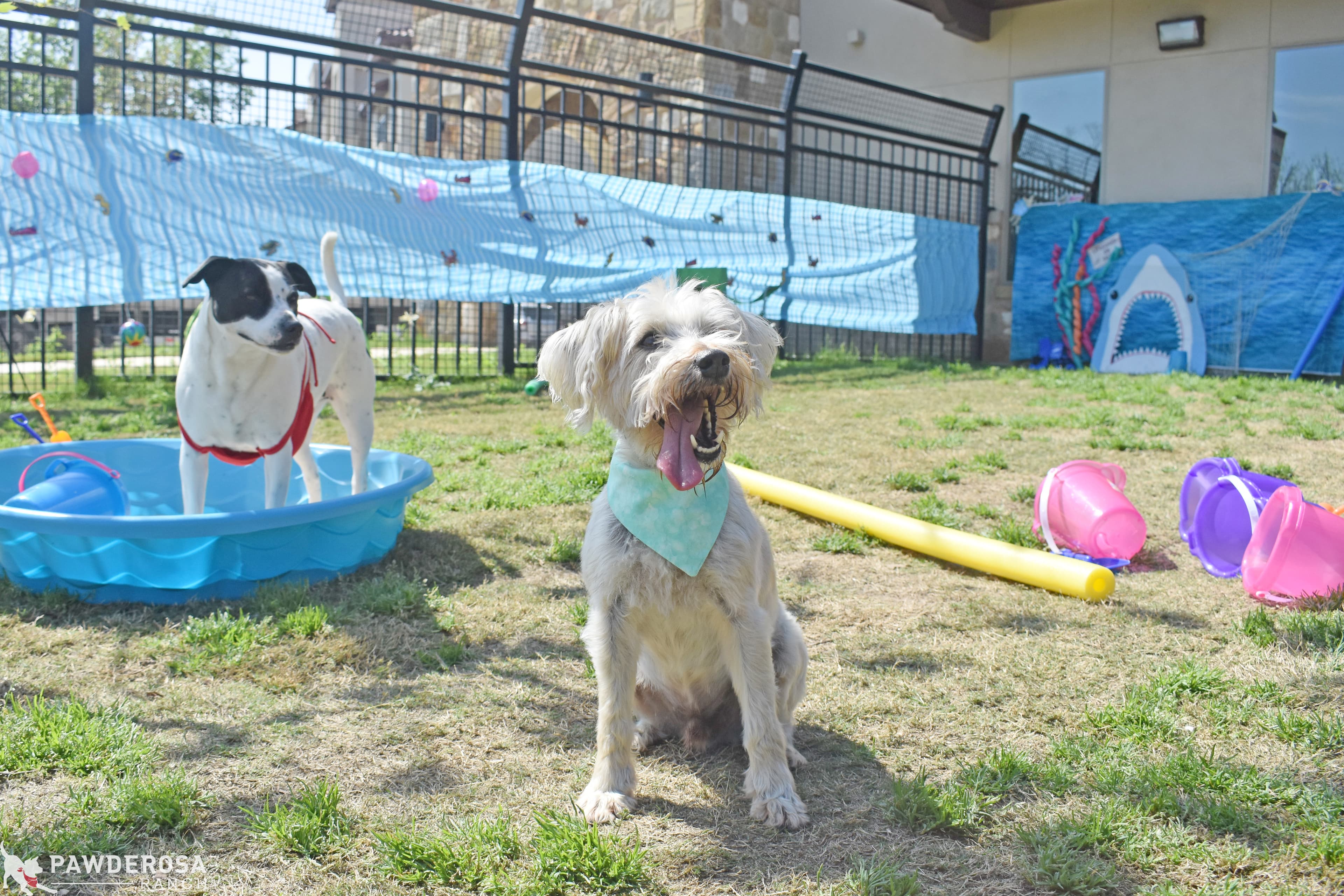 Pawderosa Ranch - Pet groomer in San Antonio, TX