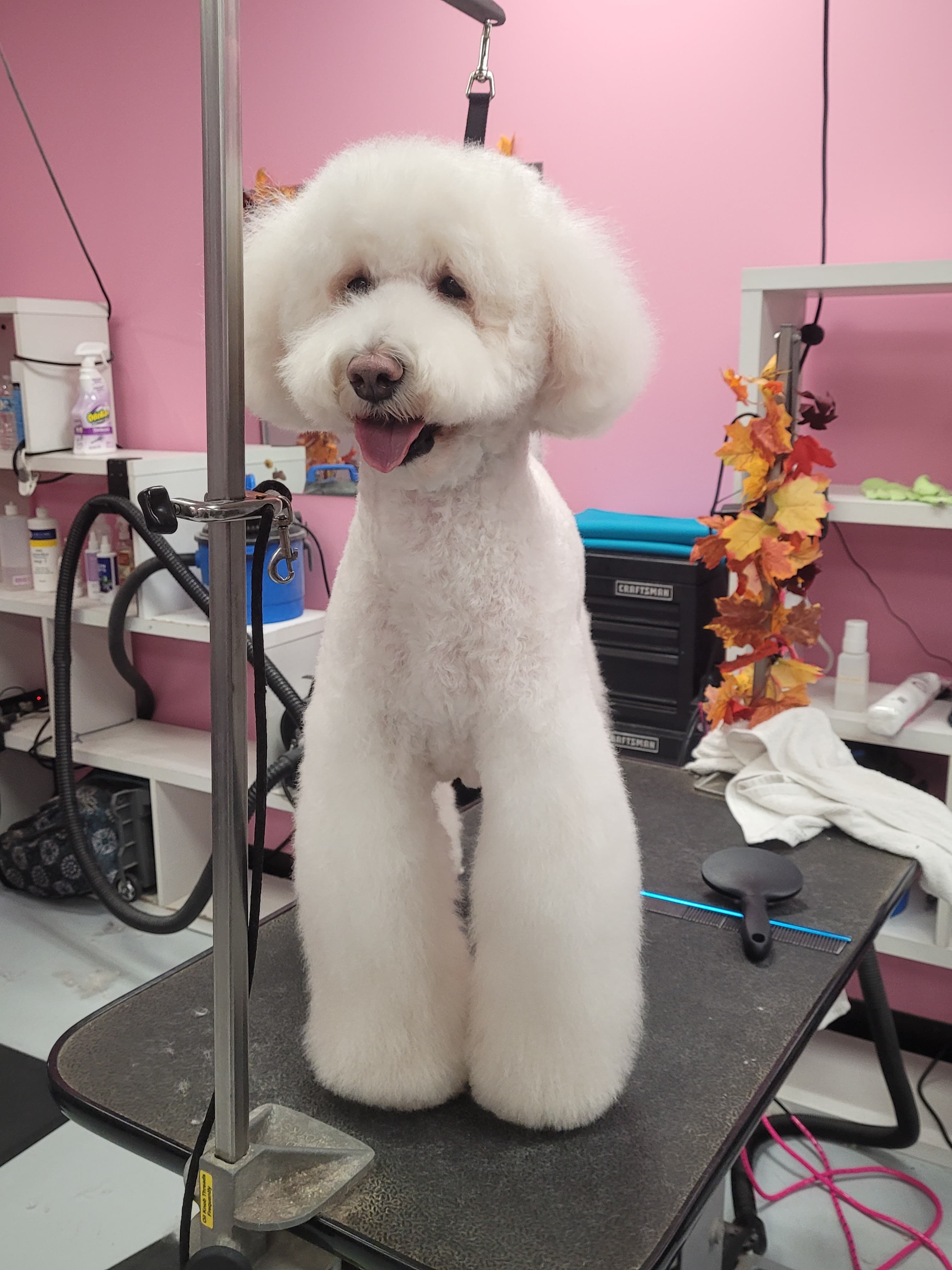 Woof Gang Bakery & Grooming Carrollwood - Pet groomer in Tampa, FL