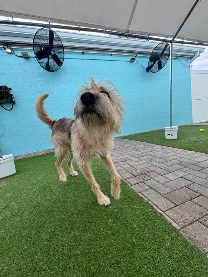 The Bark Station - Pet groomer in Tampa, FL