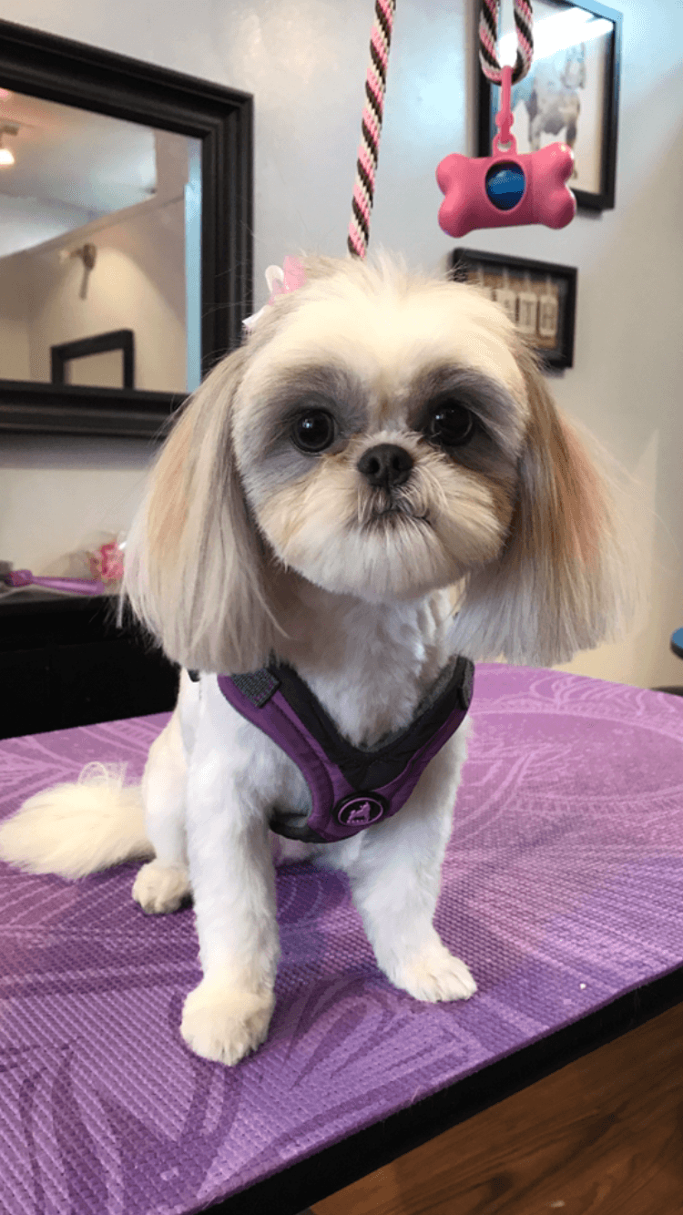 Happy Tails Holistic Pet Grooming - Pet groomer in Brooklyn, NY