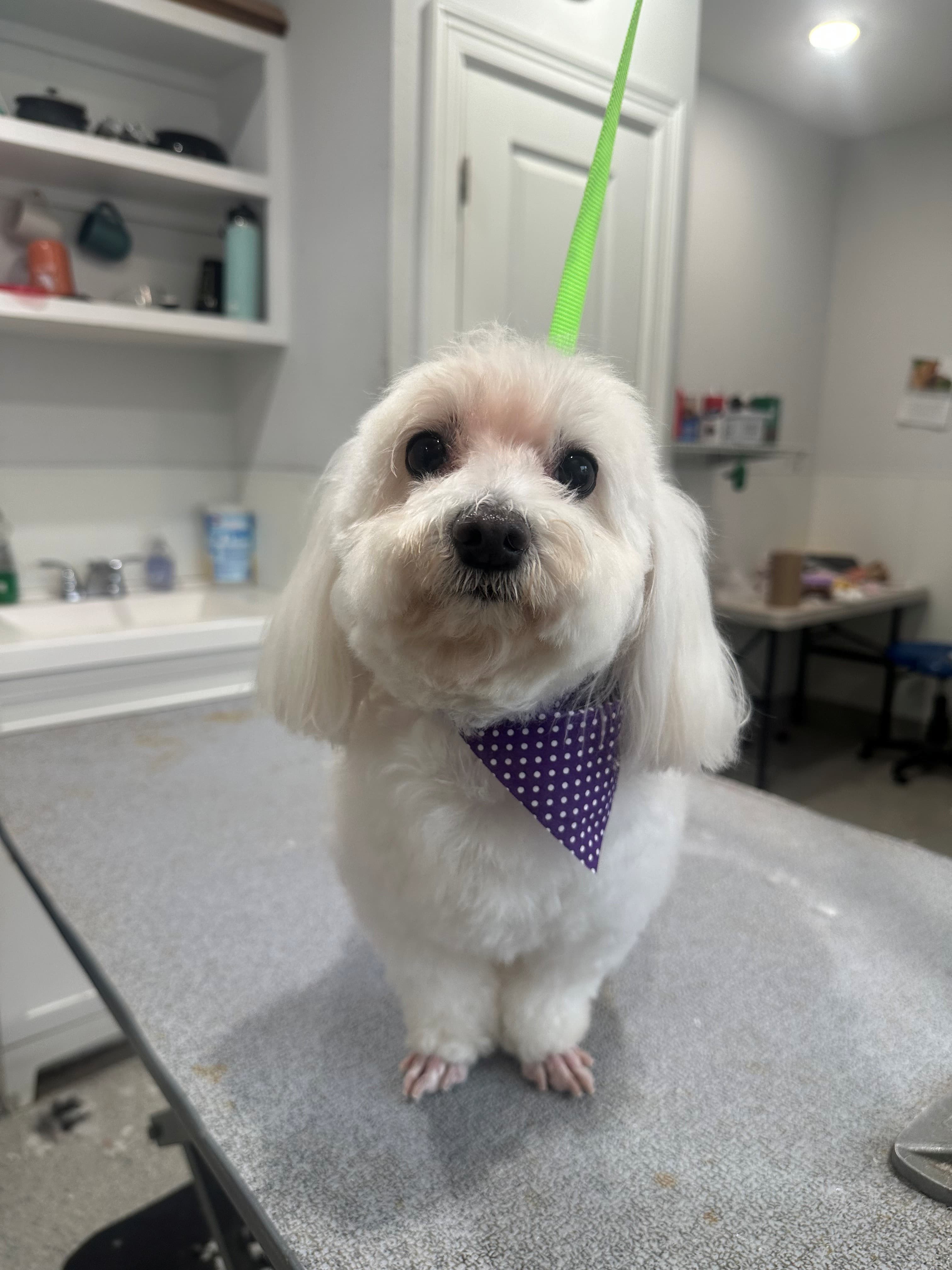 The Dog House Pet Salon - Memorial Park - Pet groomer in Houston, TX