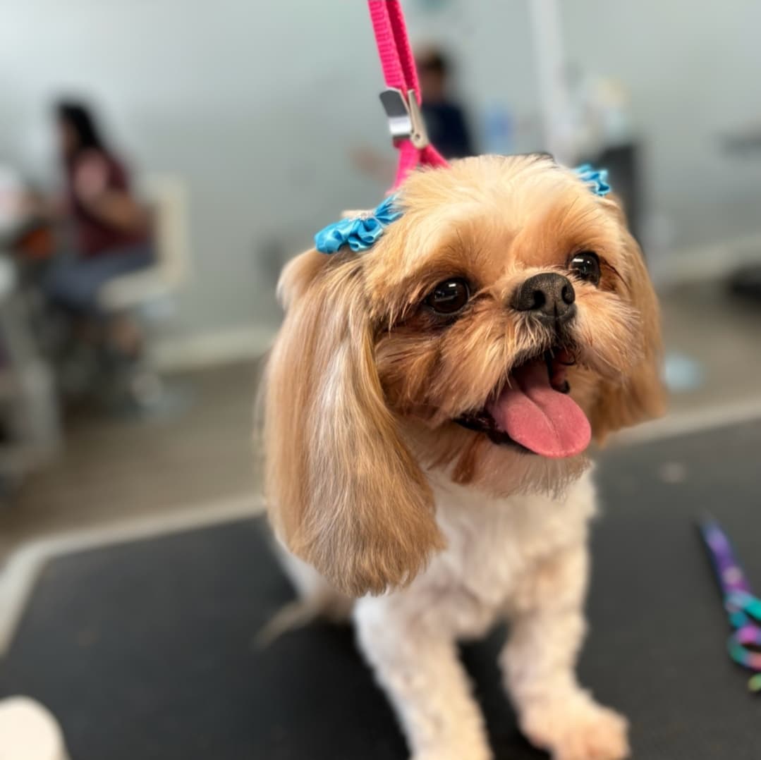 Planet Pet Spa - Pet groomer in San Antonio, TX