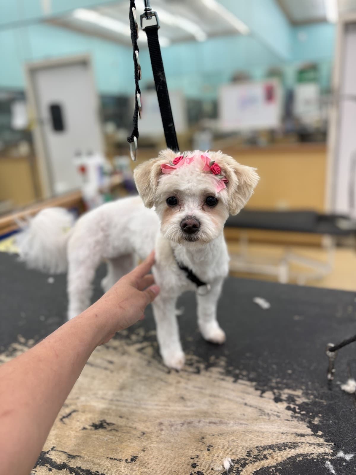 Pet Supplies Plus Brooklyn Grooming - Pet groomer in Brooklyn, OH