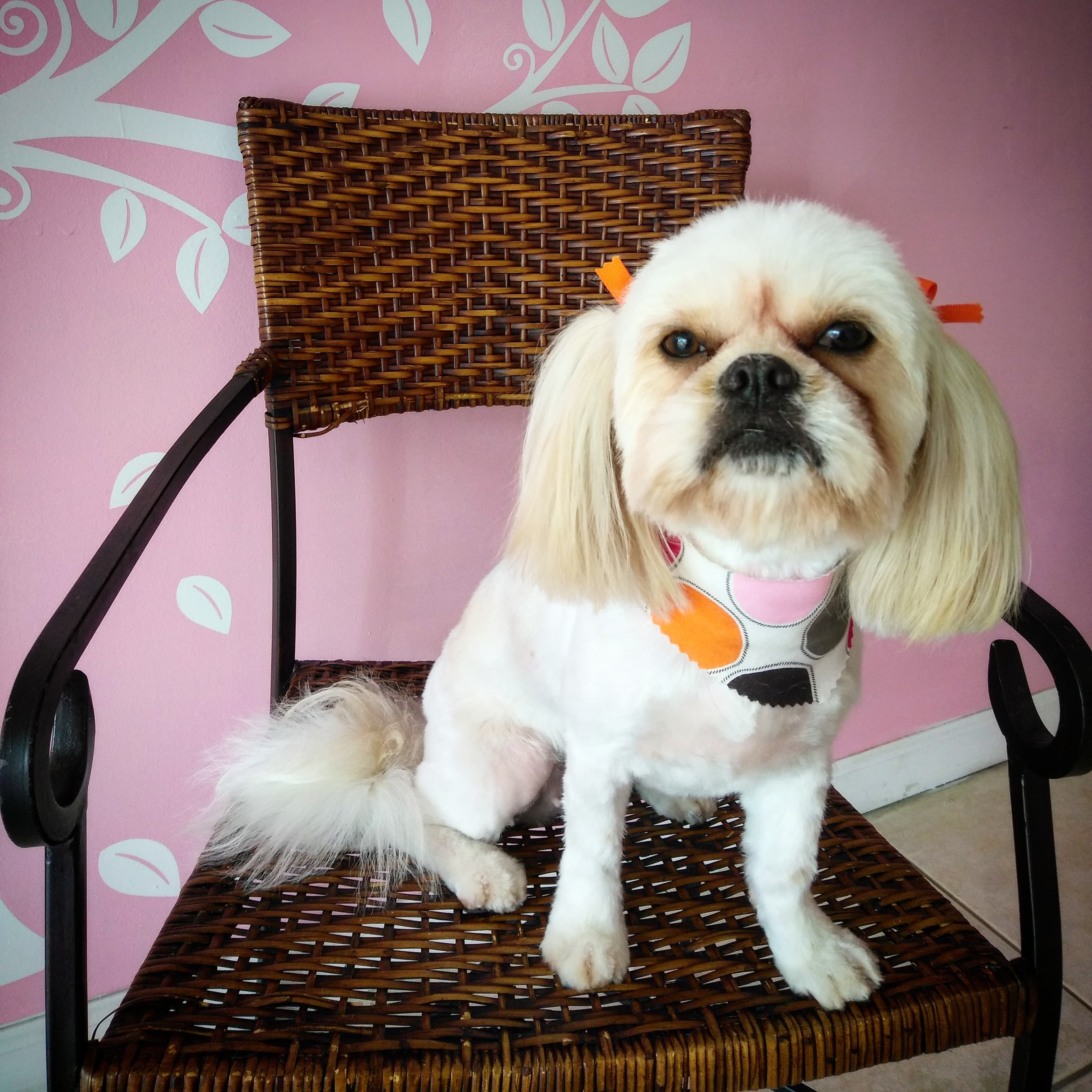 Ruby Clippers Pet Grooming and Photo Studio - Pet groomer in Oakland Park, FL