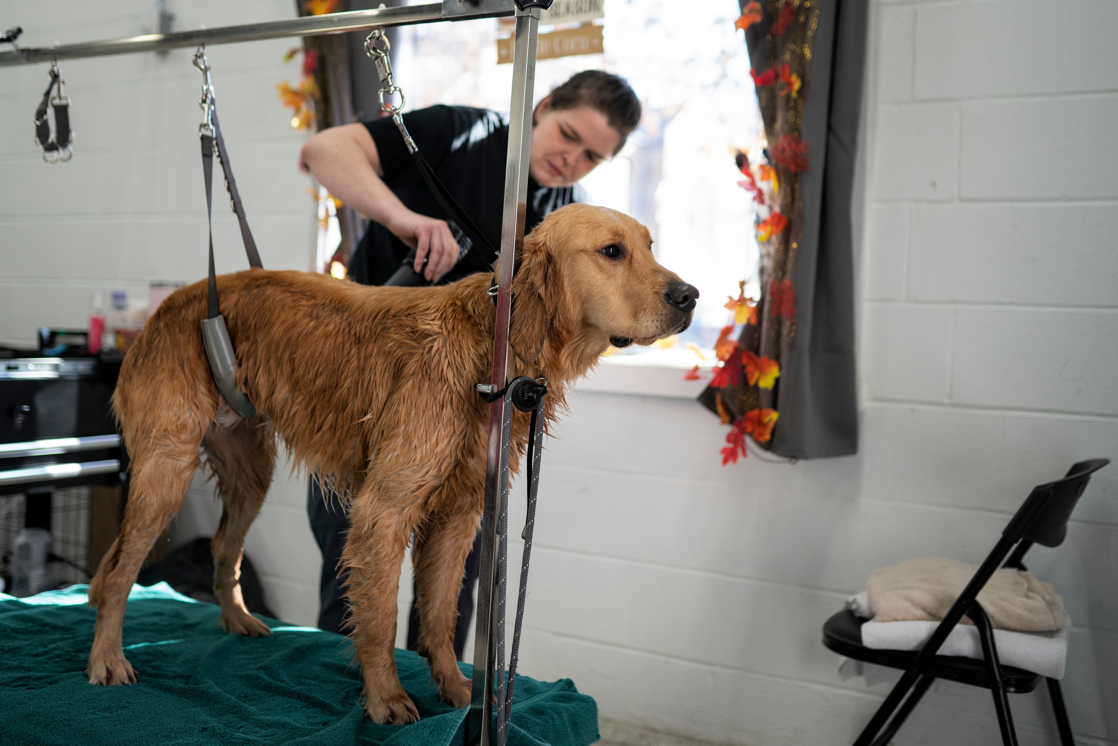 The Dog Stop - Carnegie - Pet groomer in Carnegie, PA