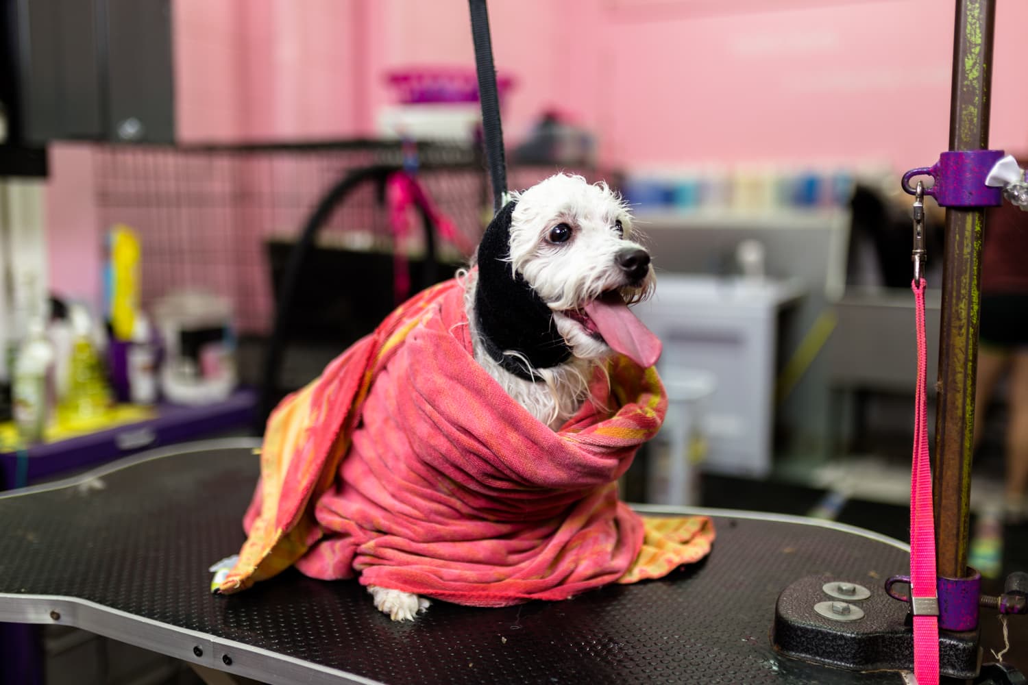 Woof Gang Bakery & Grooming Westlake - Pet groomer in Austin, TX