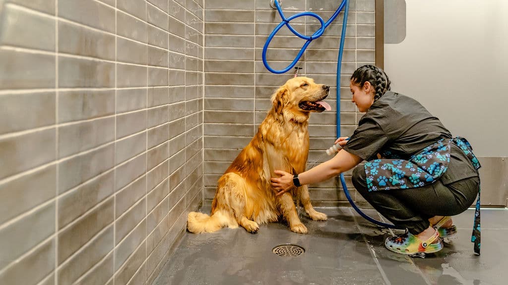 The Animal Den - Pet groomer in Lebanon, IN