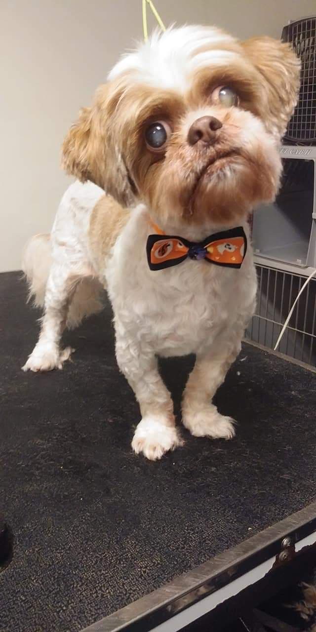 La-Chic Dog-Cat Grooming Salon - Pet groomer in Boston, MA