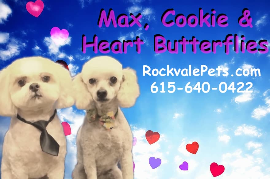 Rockvale Canine Country Club - Pet groomer in Rockvale, TN