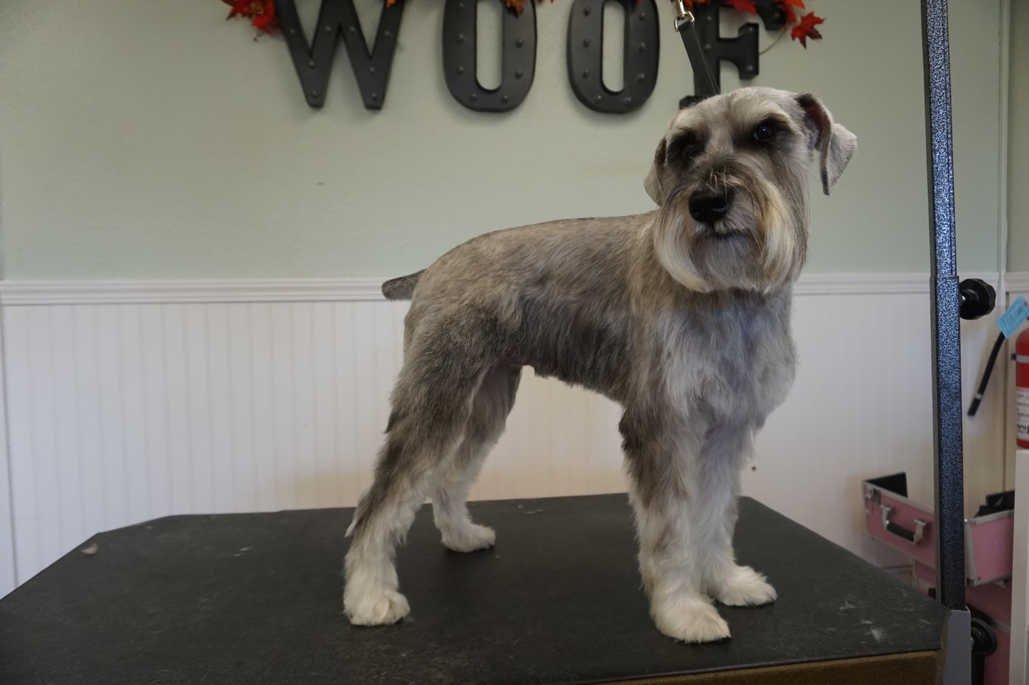 Paw Alley Pet Grooming - Pet groomer in San Diego, CA