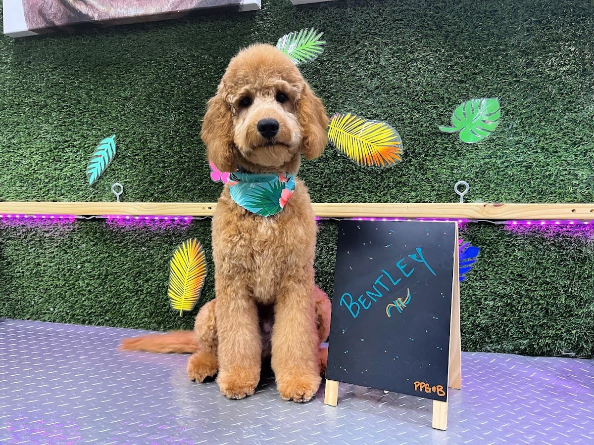 Paradise Pet Grooming & Boarding - Pet groomer in Tampa, FL