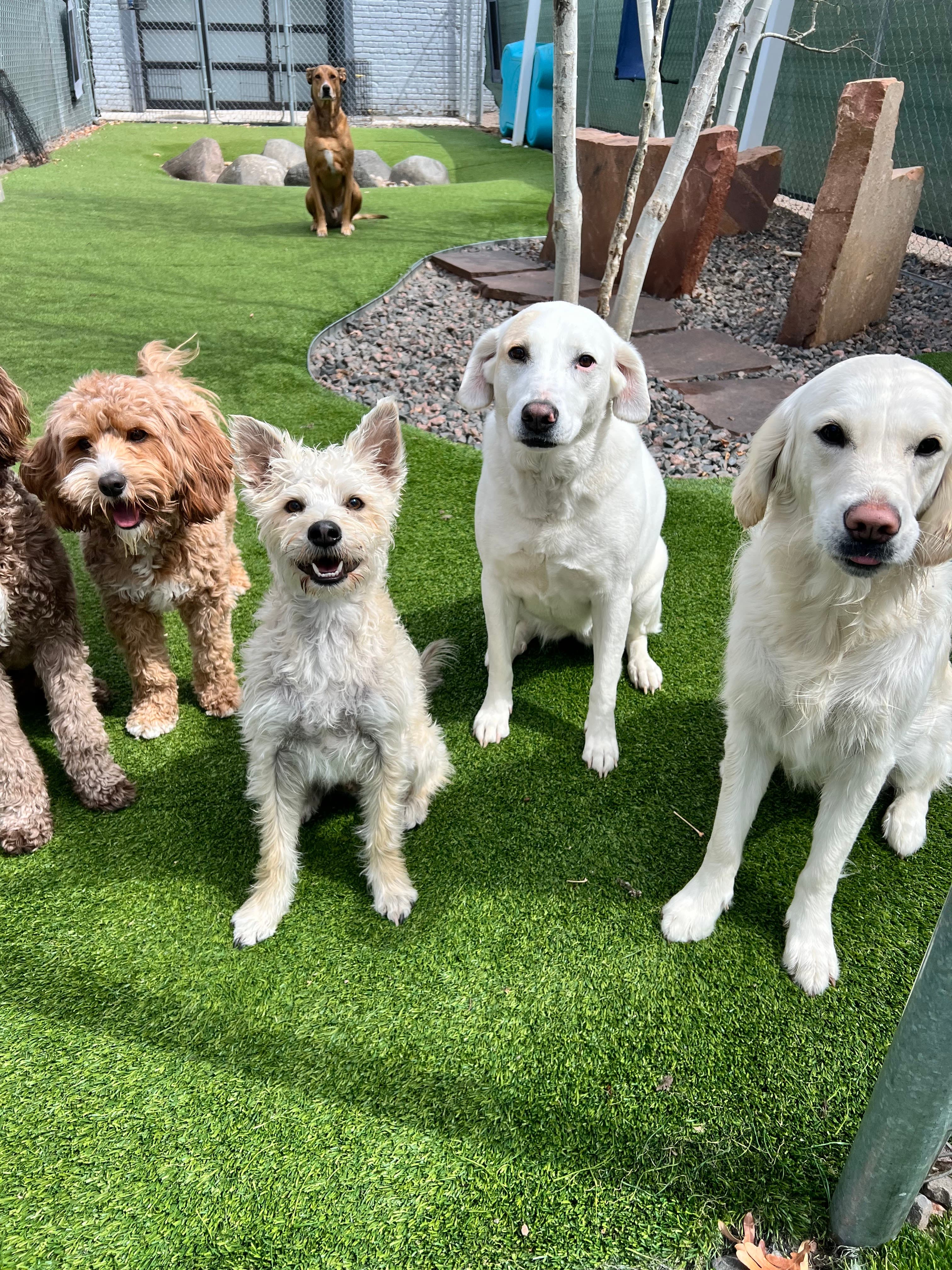 Dog House Denver - Pet groomer in Denver, CO