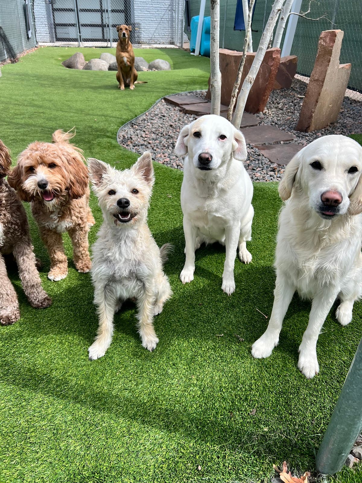 Dog House Denver - Pet groomer in Denver, CO