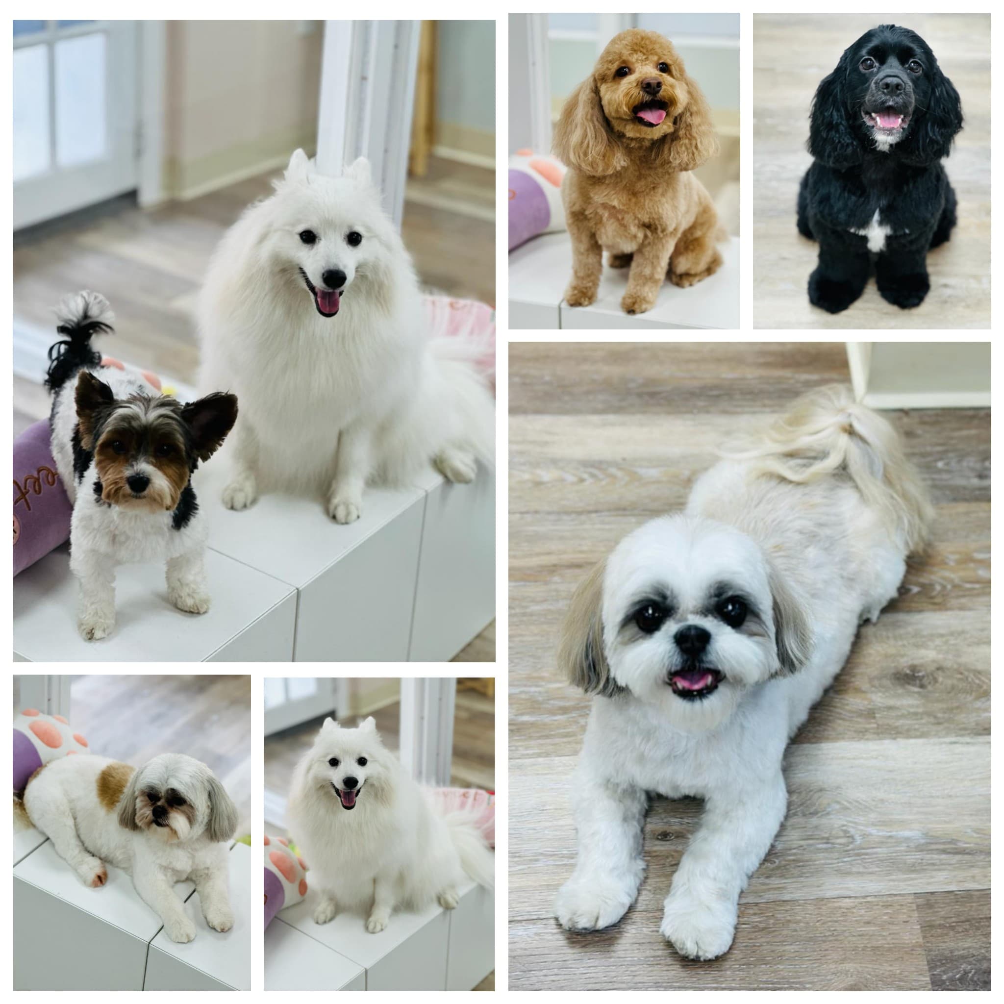 Snoot Club Pet Grooming - Pet groomer in New York, NY