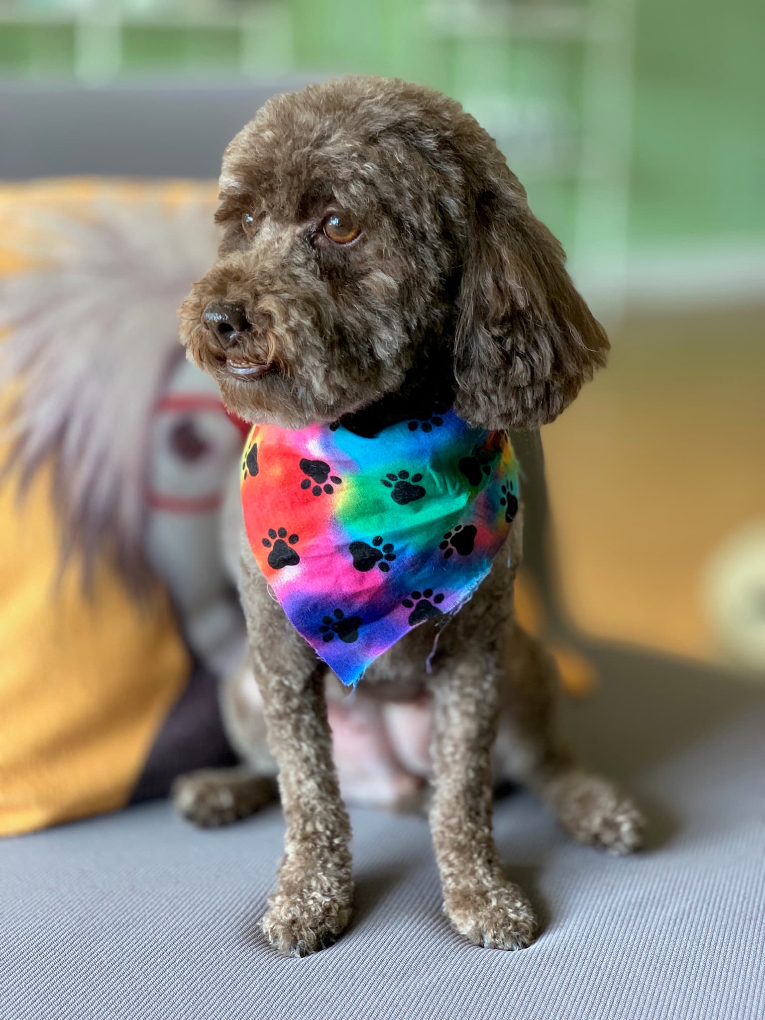 PaWash Pet Spa LLC - Pet groomer in Englewood, CO