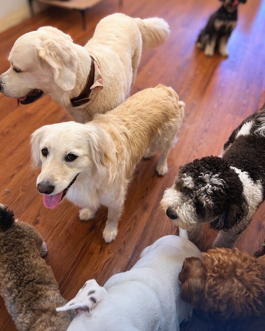 HomeDoggy 2 - Pet groomer in Brooklyn, NY