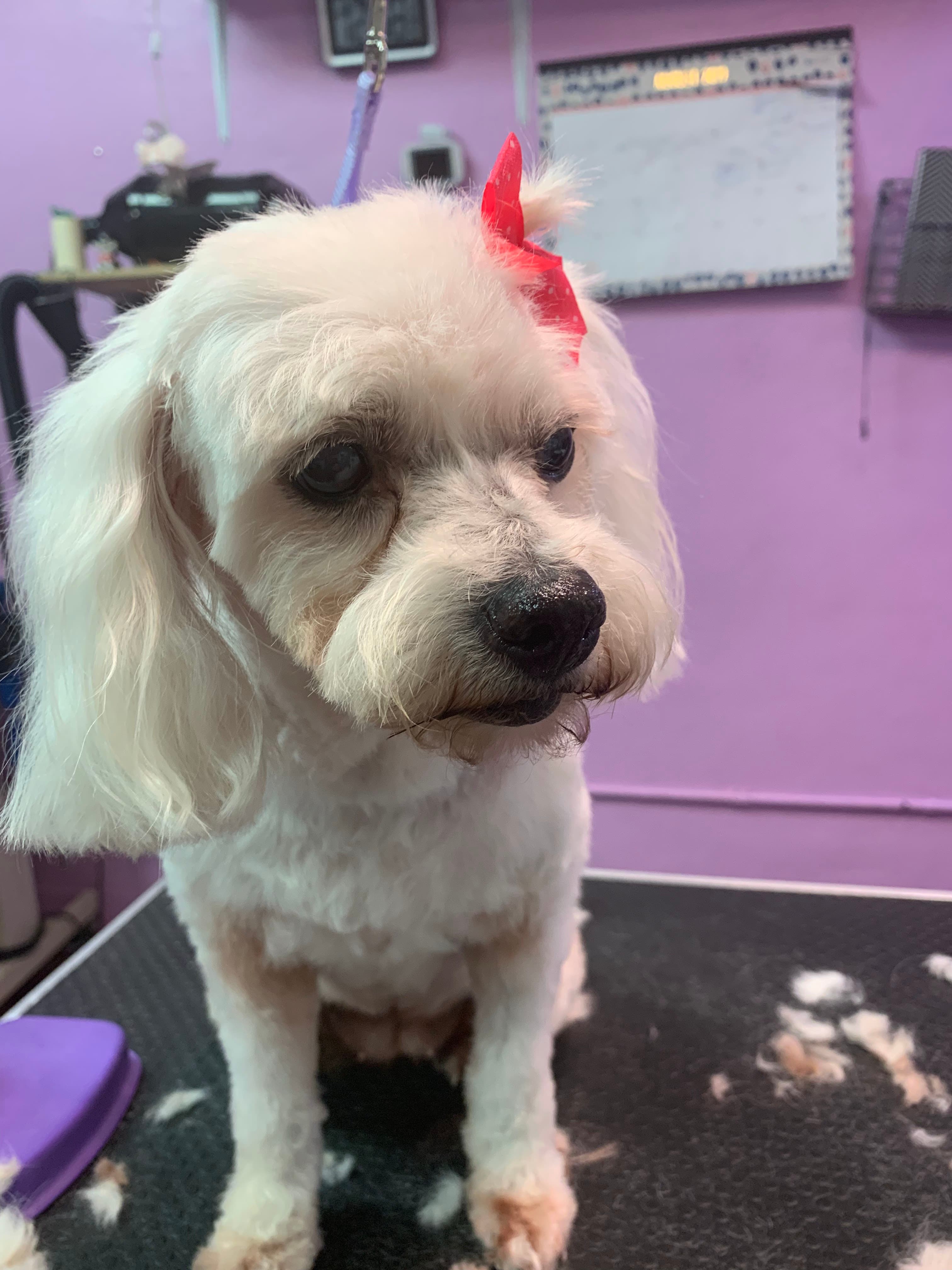 Remys pet grooming - Pet groomer in Los Angeles, CA