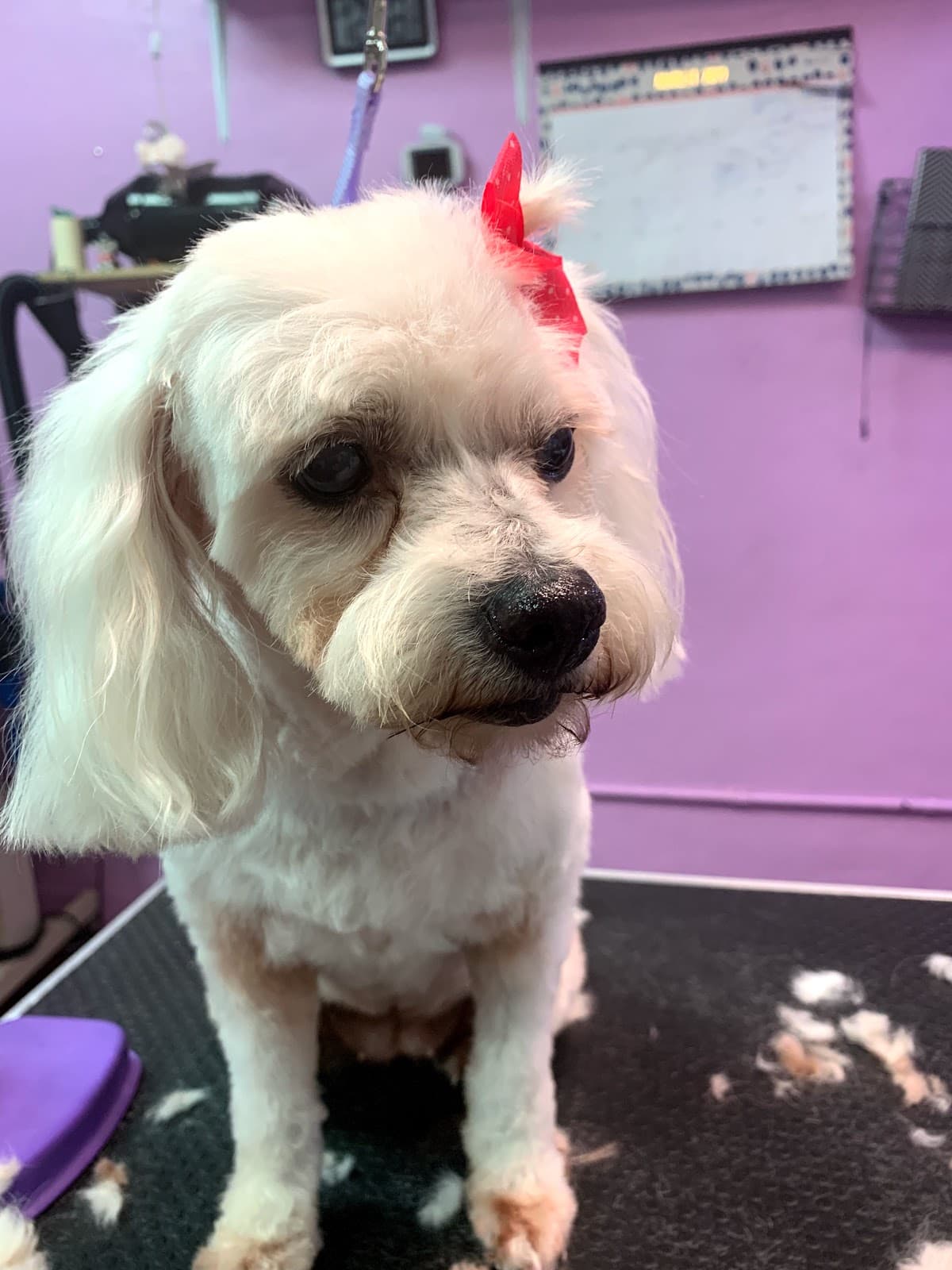 Remys pet grooming - Pet groomer in Los Angeles, CA