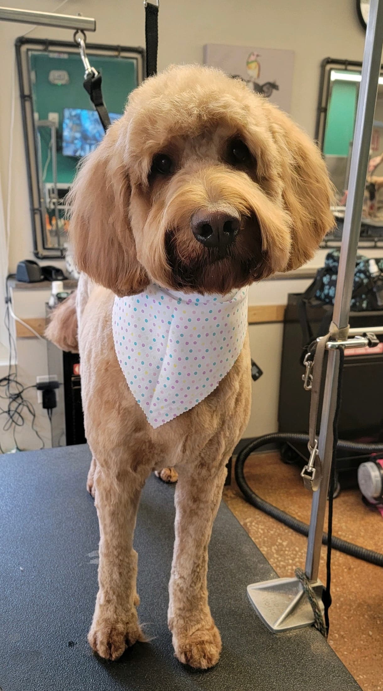 Gone to the Dogs Salons - Pet groomer in Fairview Park, OH