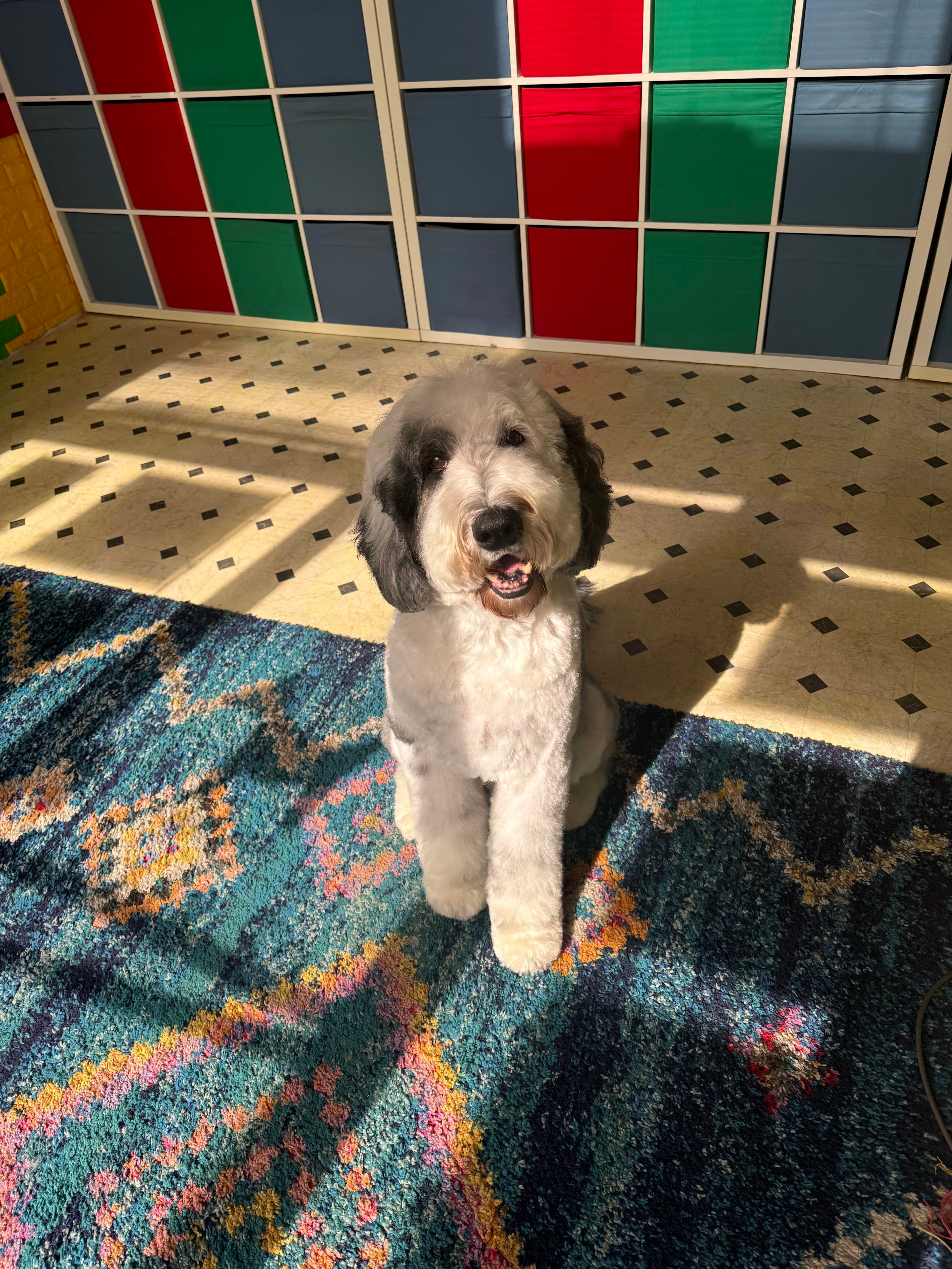 Furry Styles Dog Grooming - Pet groomer in Cambridge, MA