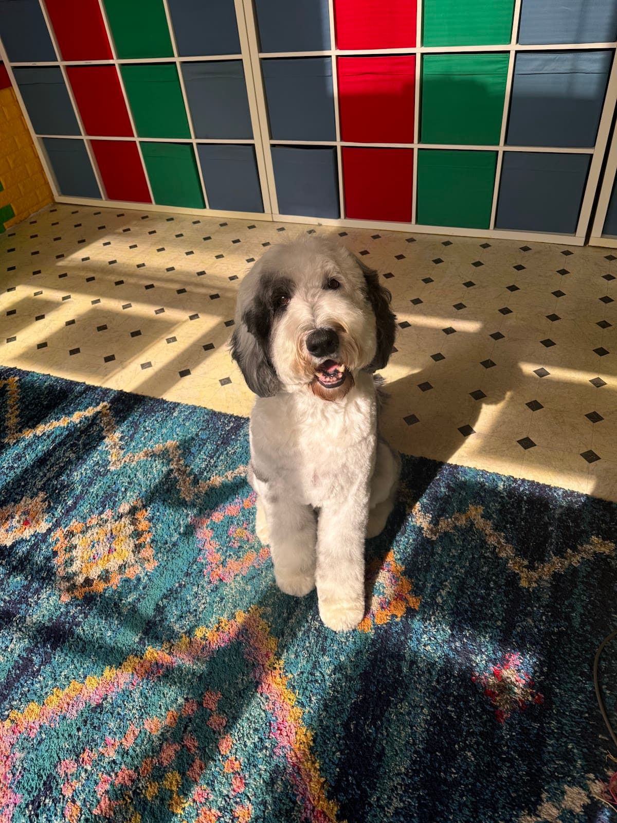 Furry Styles Dog Grooming - Pet groomer in Cambridge, MA
