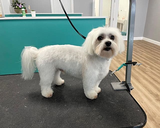 The Pristine Pet Spa - Pet groomer in Cincinnati, OH