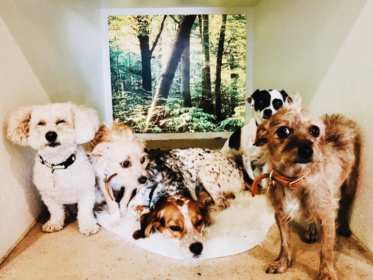 DEN Urban Dog Retreat Grooming Daycare - Pet groomer in Los Angeles, CA