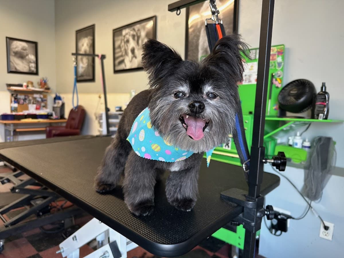 Lil Paws Dog Grooming - Pet groomer in Cincinnati, OH
