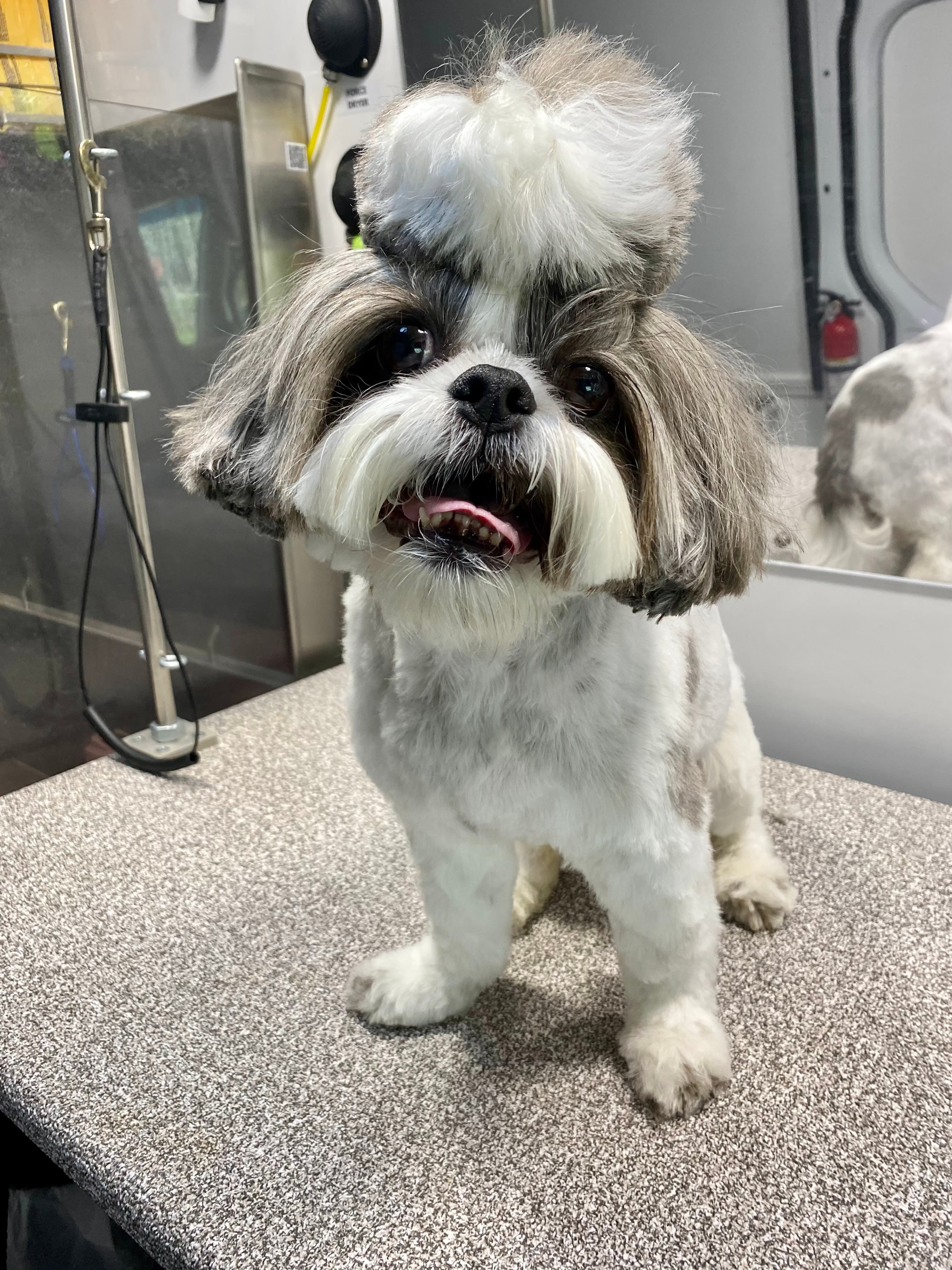 New Image Pet Grooming - Pet groomer in Round Rock, TX