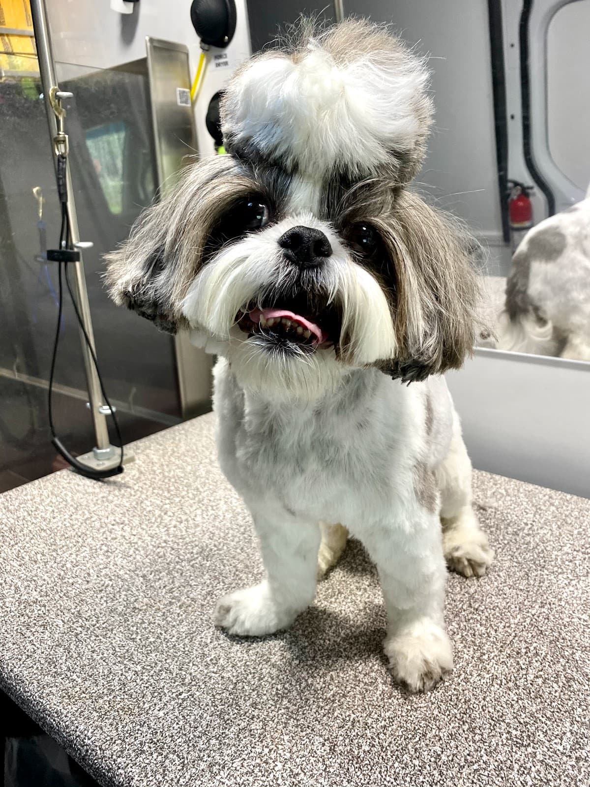 New Image Pet Grooming - Pet groomer in Round Rock, TX