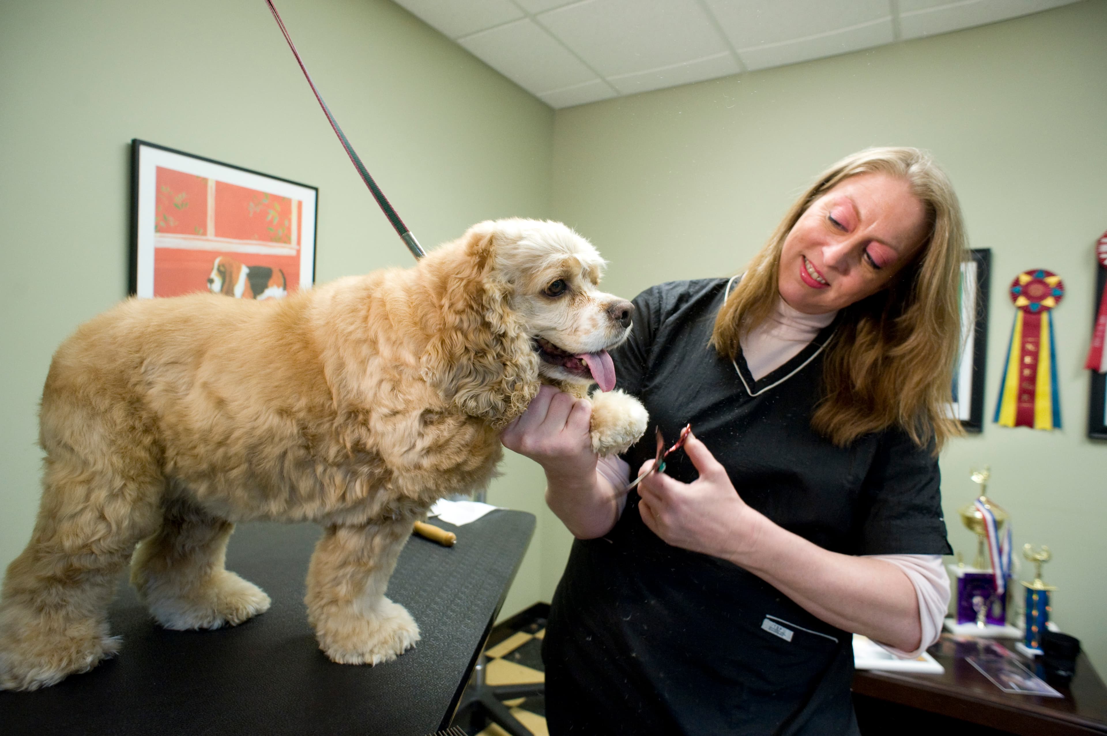 Pet Palace - West Chester - Pet groomer in West Chester Township, OH