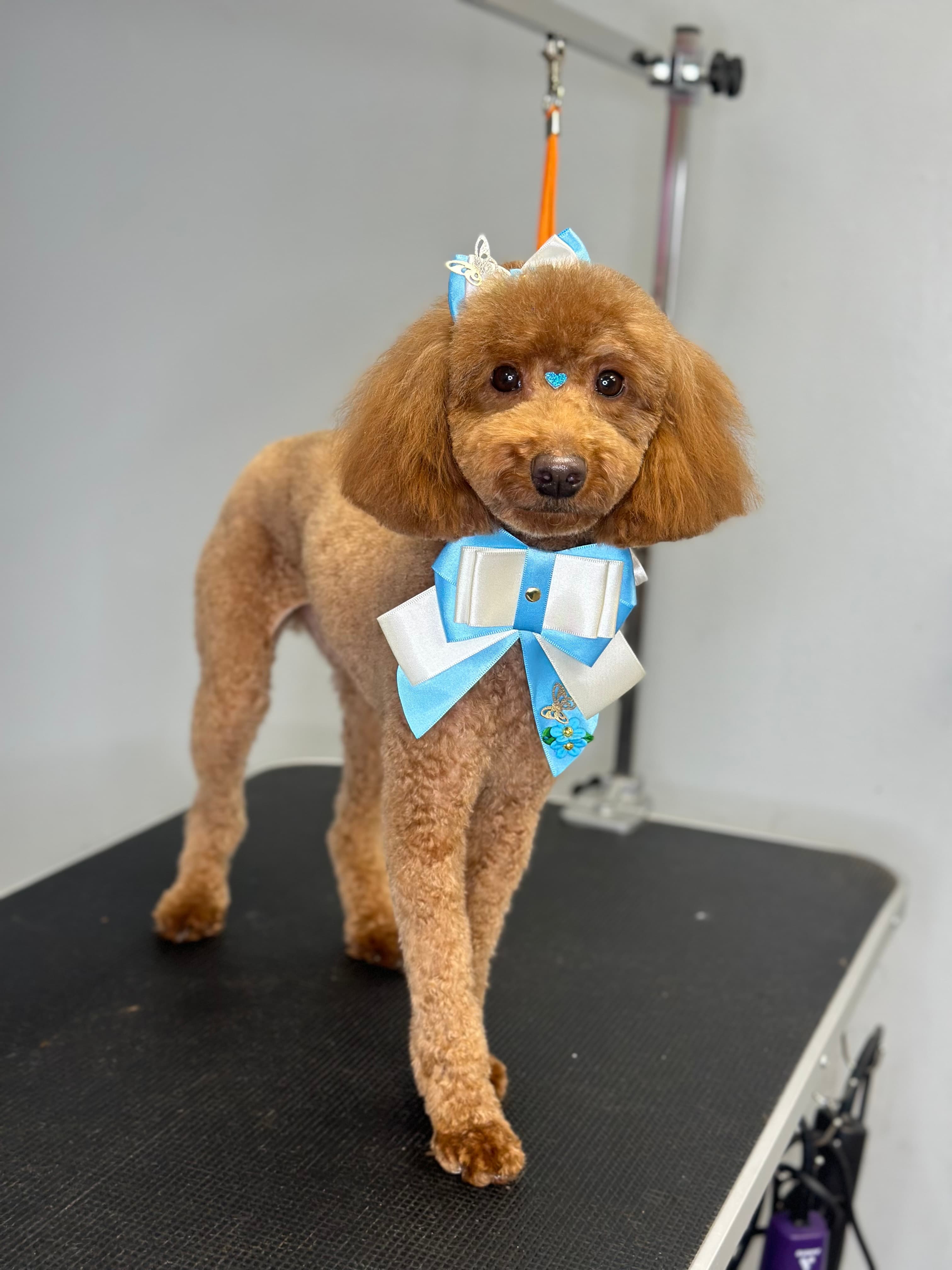 Deborah’s Pawfection - Pet groomer in Philadelphia, PA