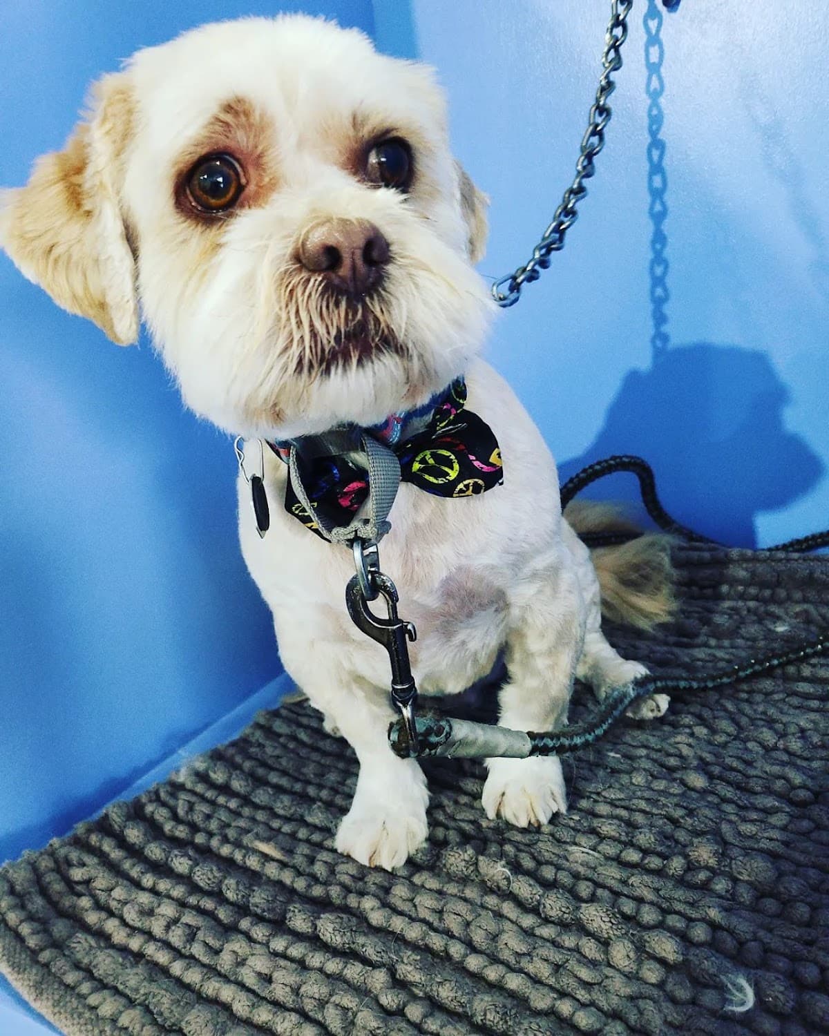 Alpha Dogs Pet Grooming - Pet groomer in Dorchester, MA