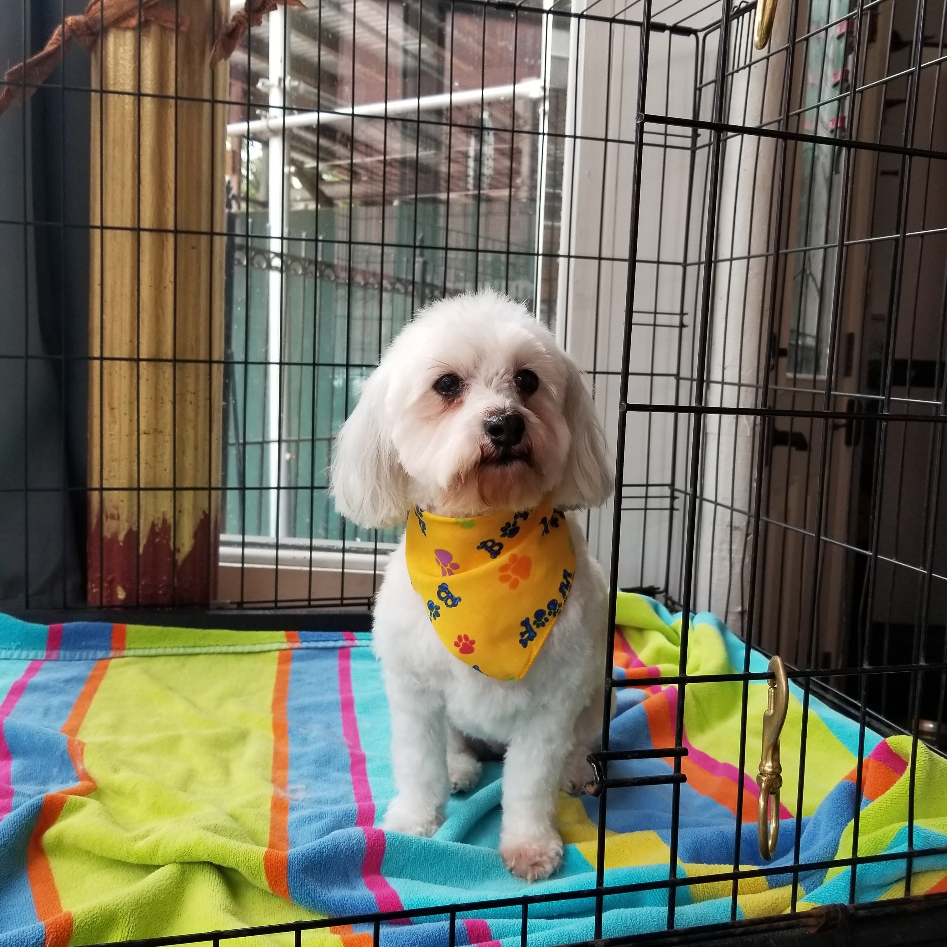 Pawlour - Pet groomer in Brooklyn, NY