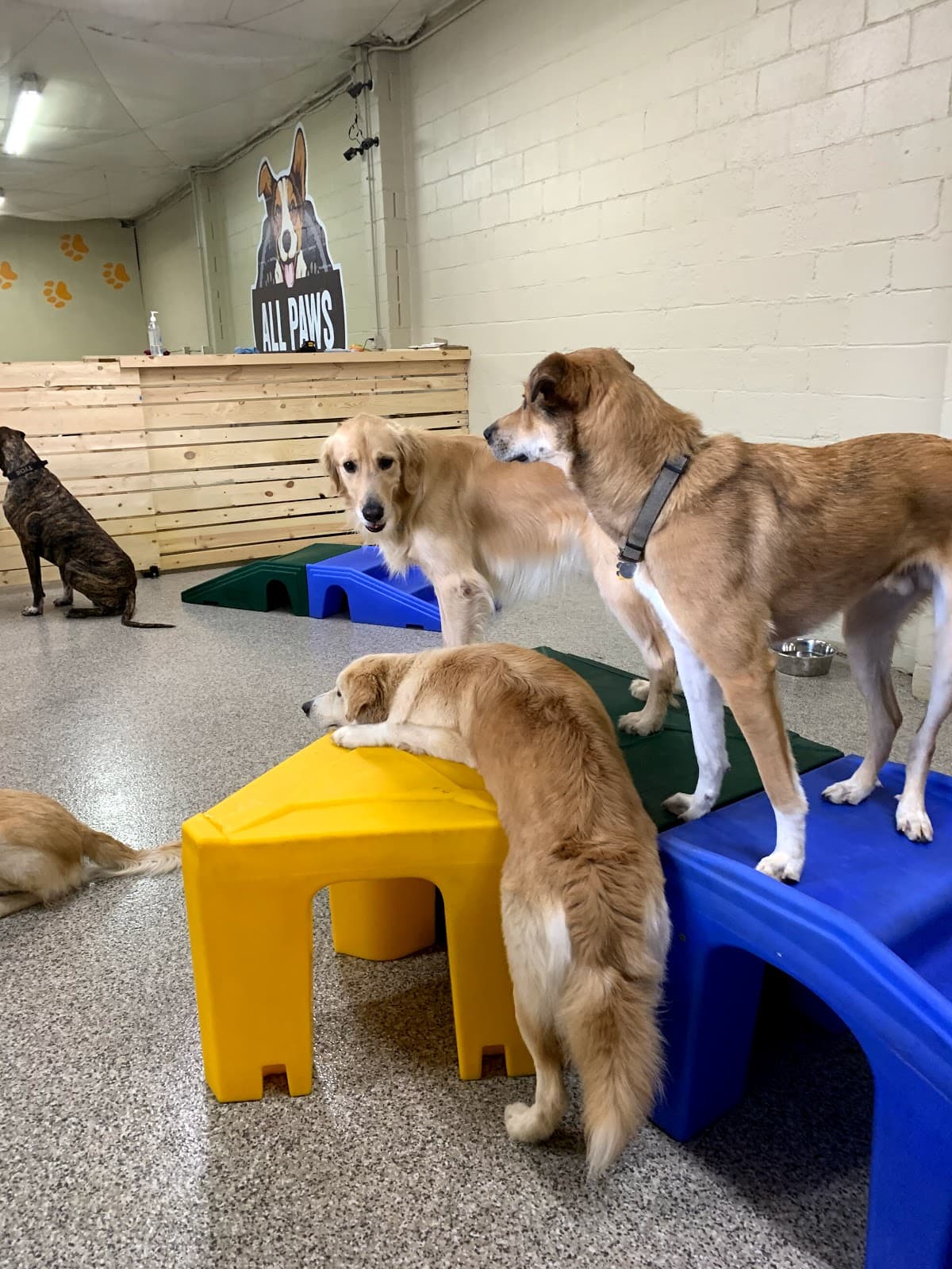 All Paws Retreat - Pet groomer in Columbus, OH
