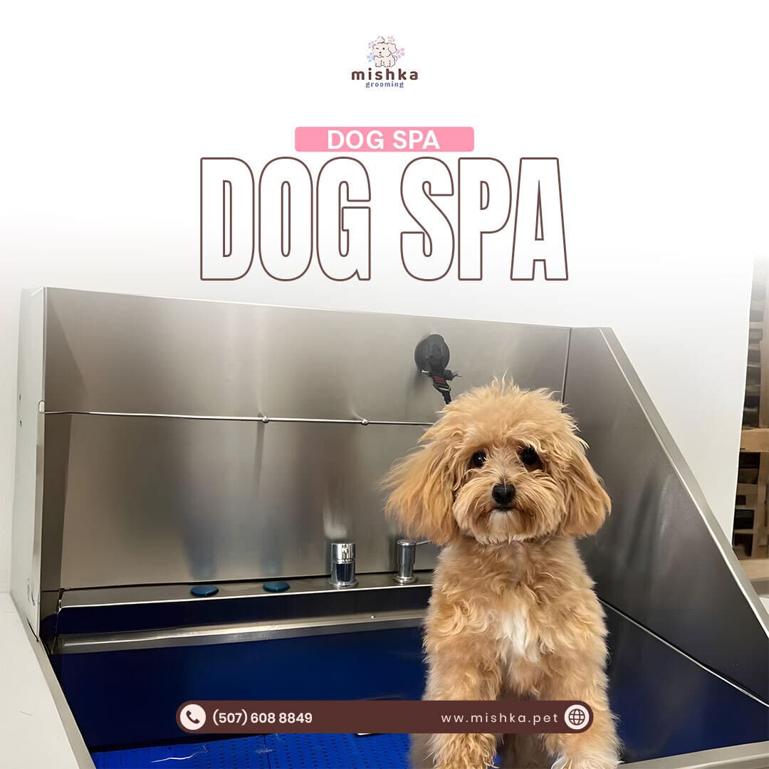 Mishka Grooming - Pet groomer in Beverly Hills, CA