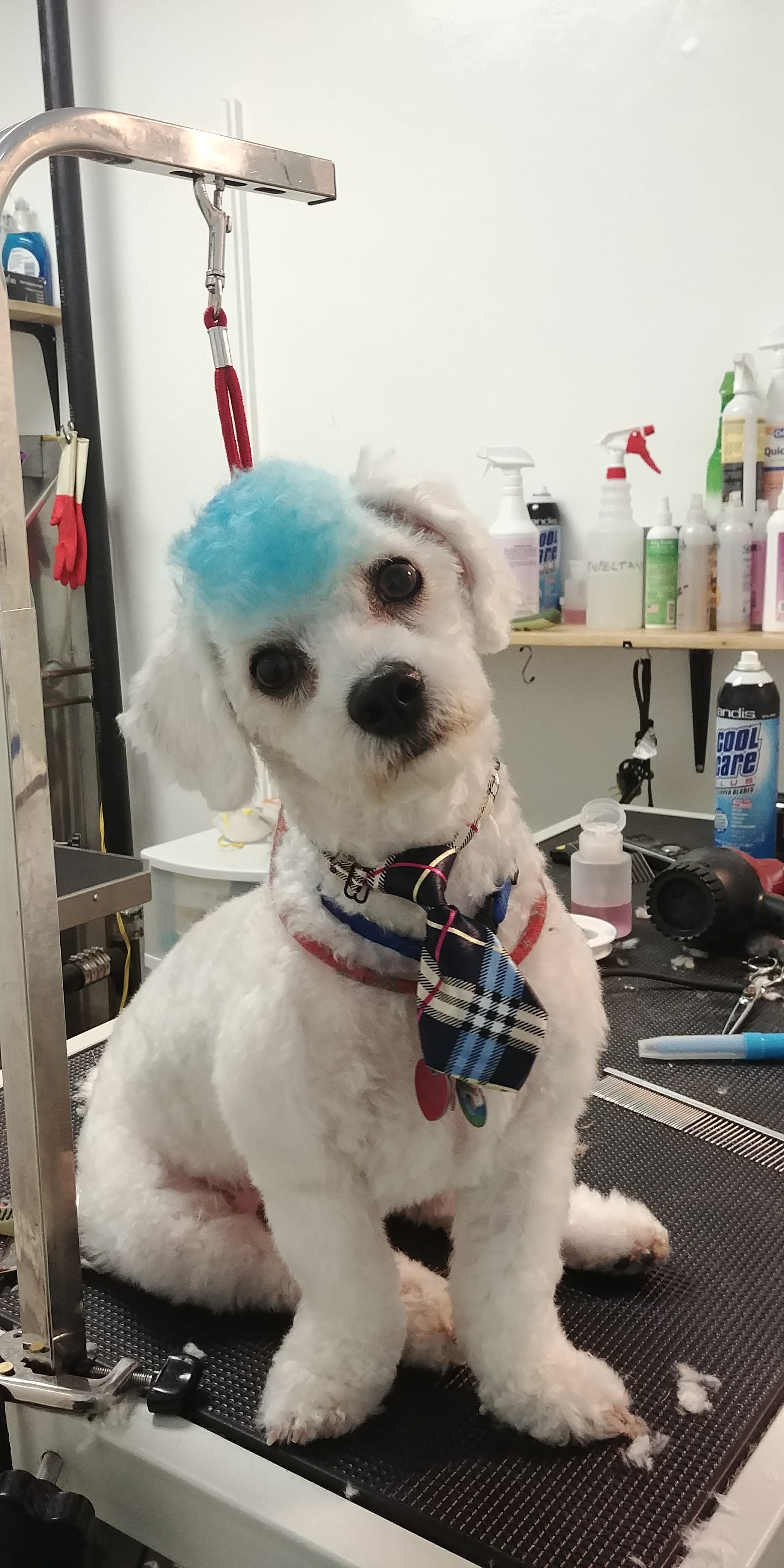 Dog Friendly Grooms - Pet groomer in Ridgewood, NY