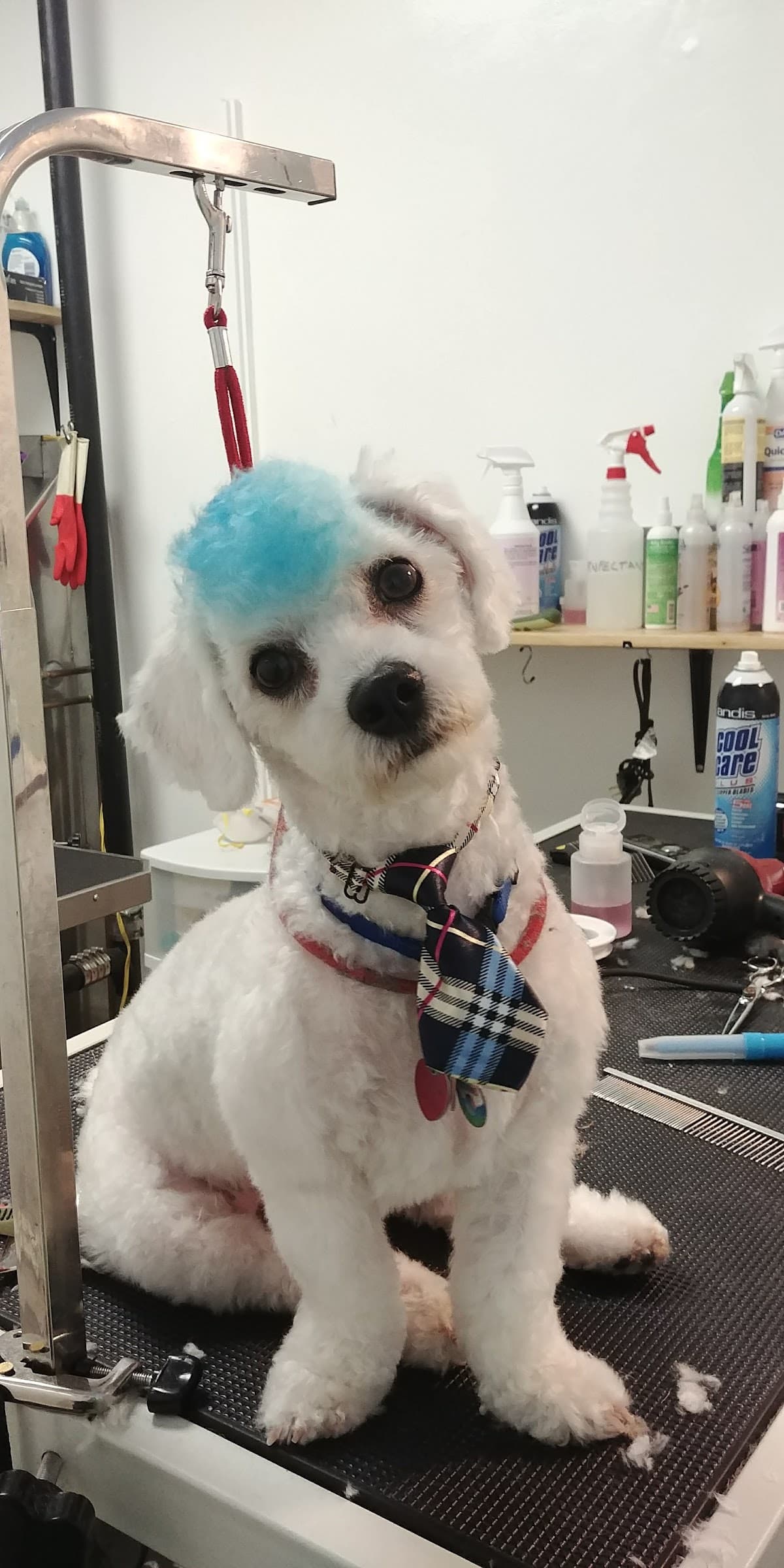 Dog Friendly Grooms - Pet groomer in Ridgewood, NY