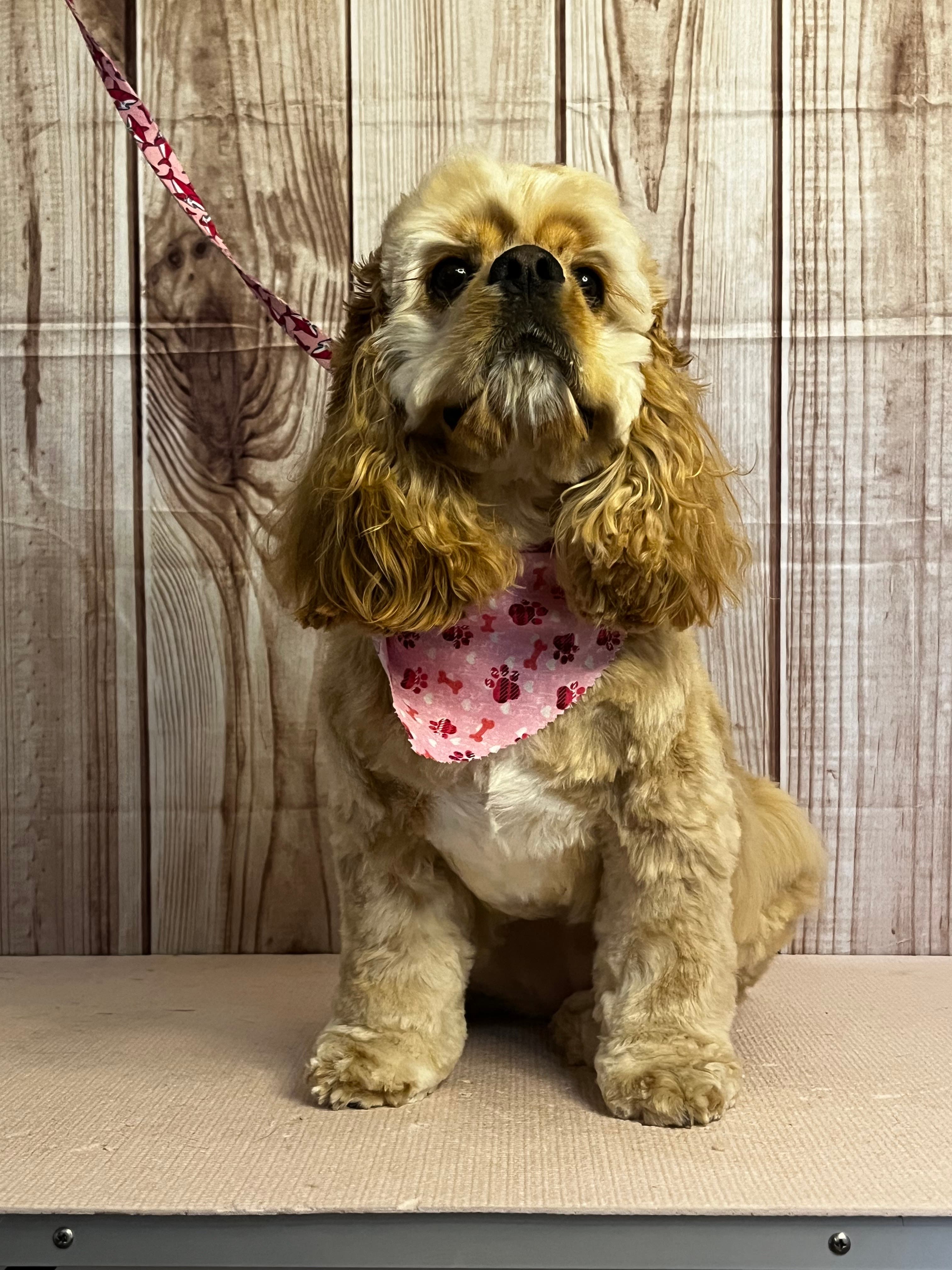 Mon-Ami Dog Grooming - Pet groomer in Swissvale, PA