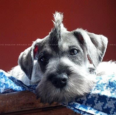 Shake Dog Salon - Pet groomer in Indianapolis, IN