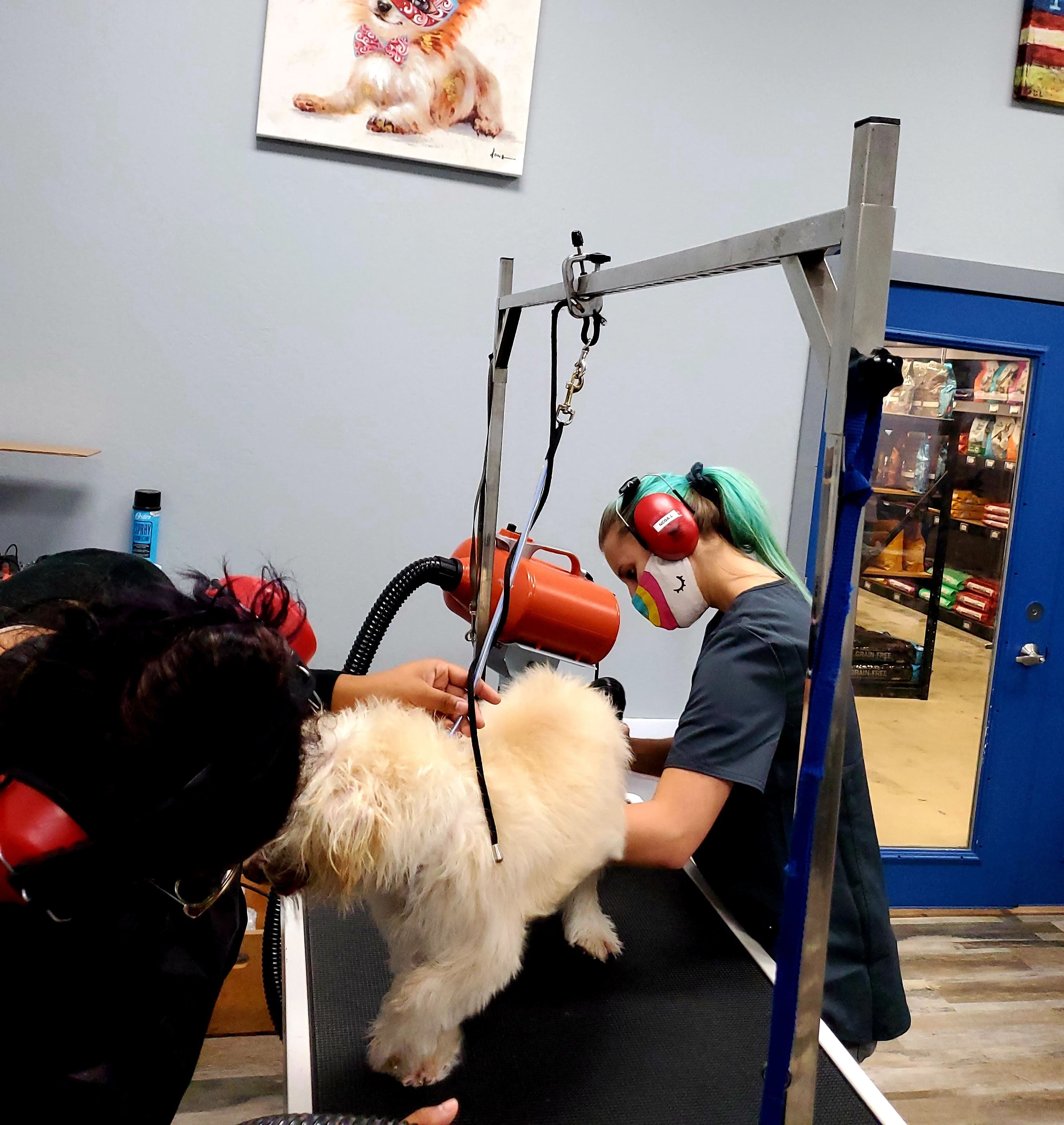 Northern California Grooming Academy - Pet groomer in San Jose, CA