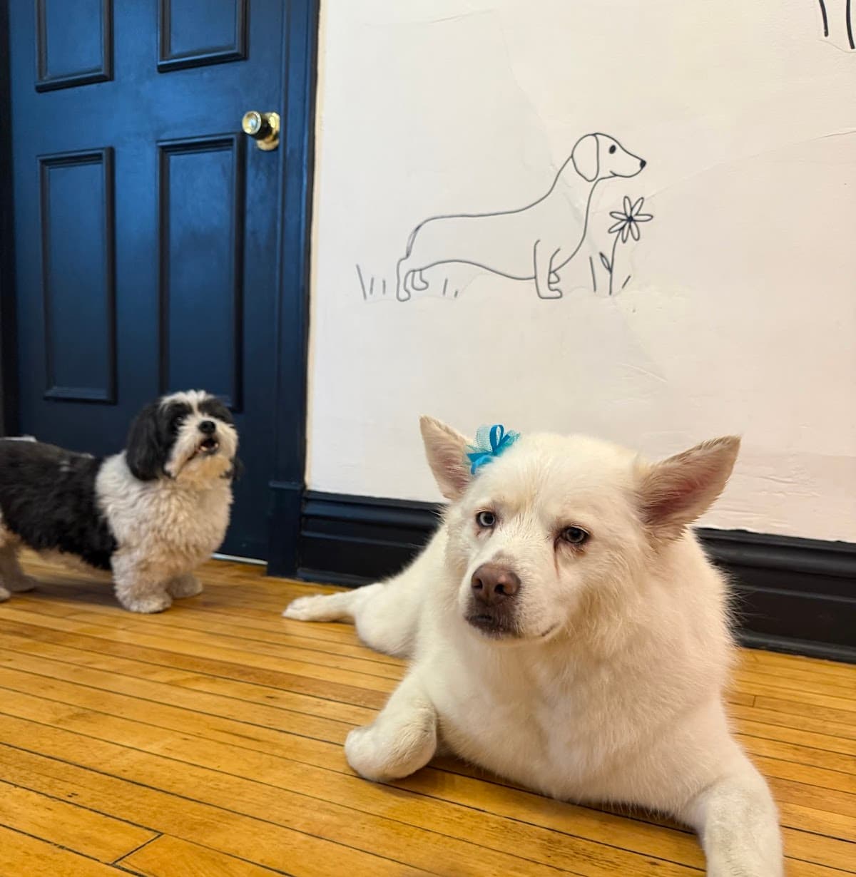 Sit Social - Pet groomer in Chicago, IL